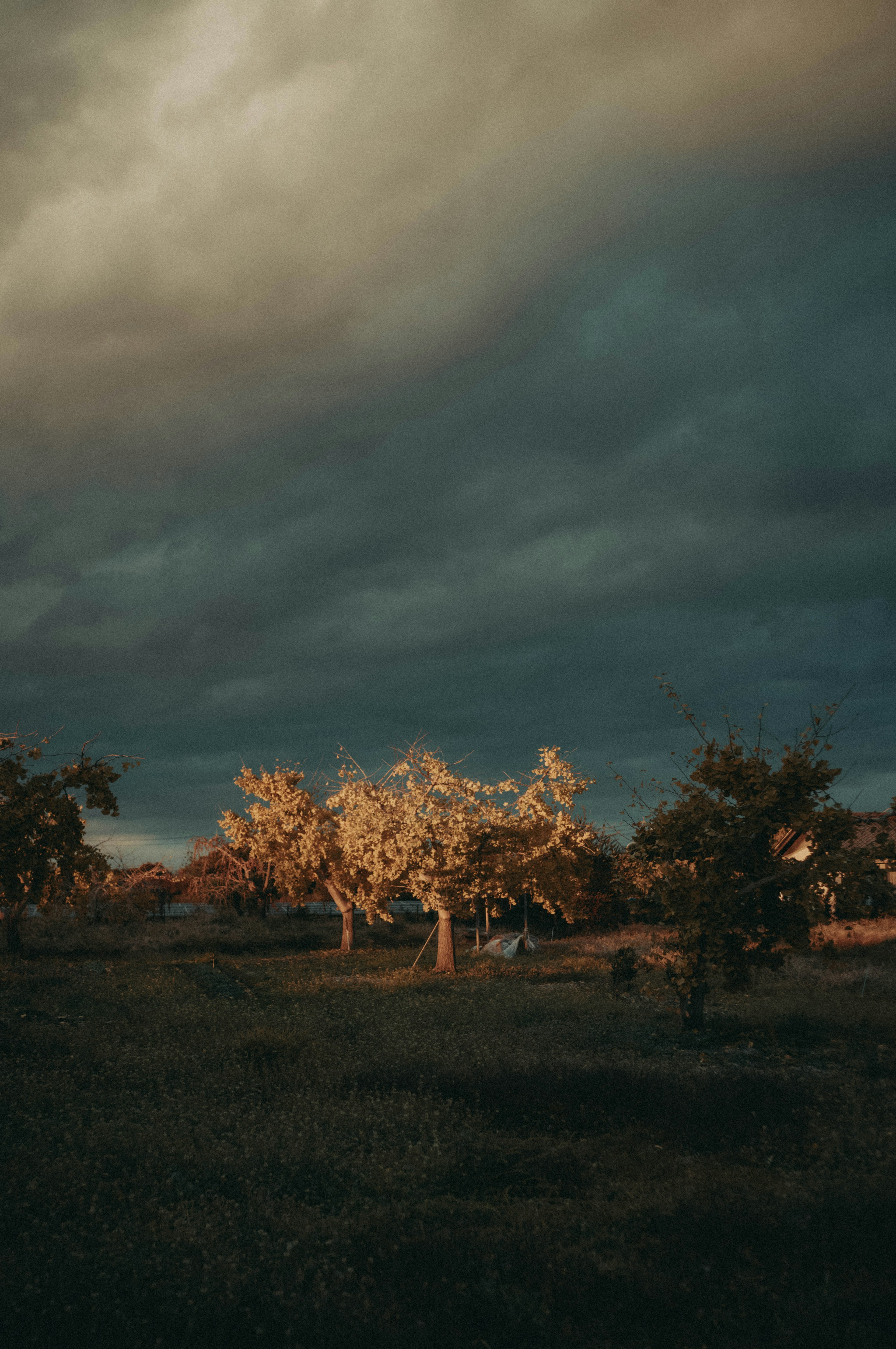 Paysage d'arbres illuminés sous un ciel nuageux sombre