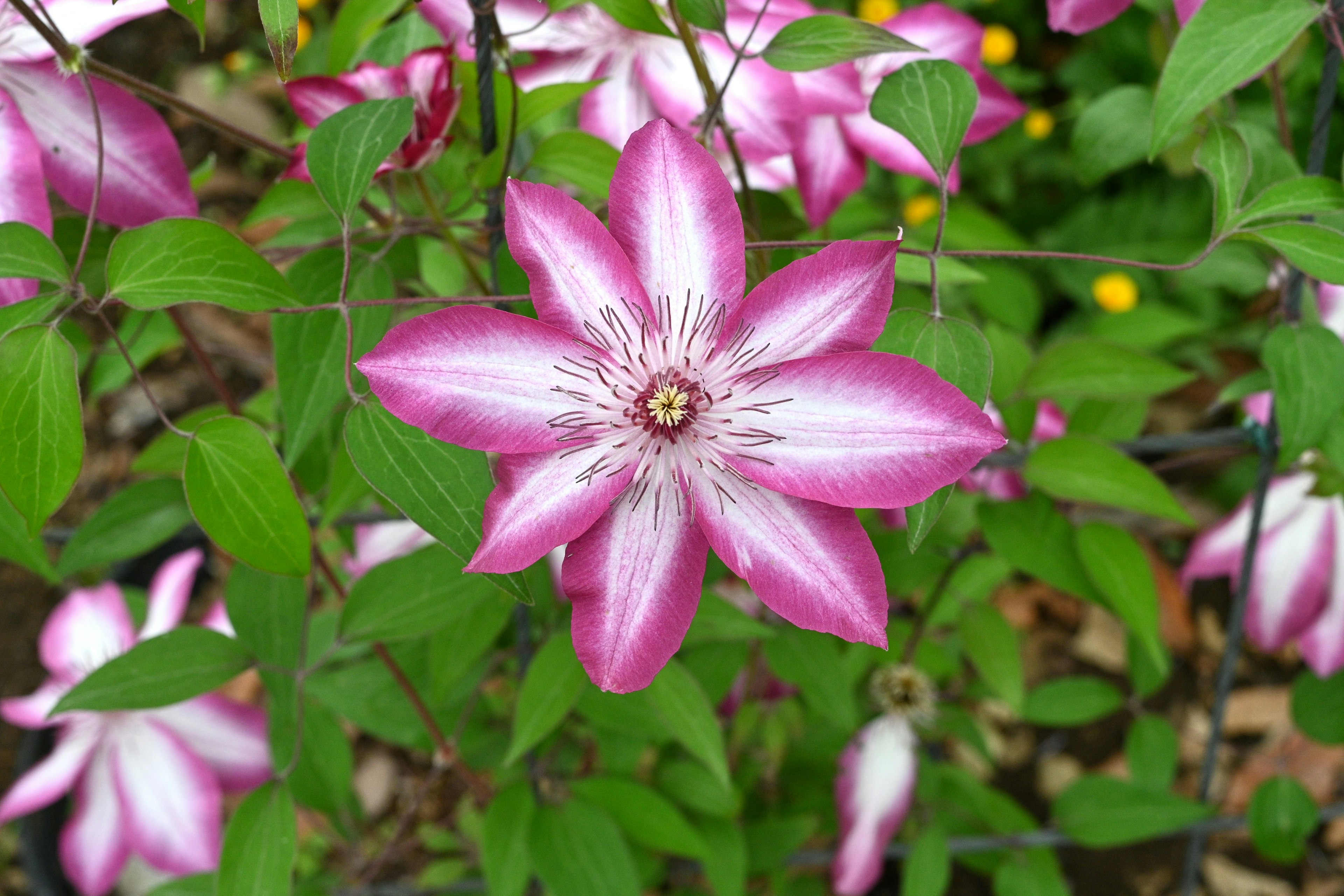 A pink and white clematis flower surrounded by green leaves