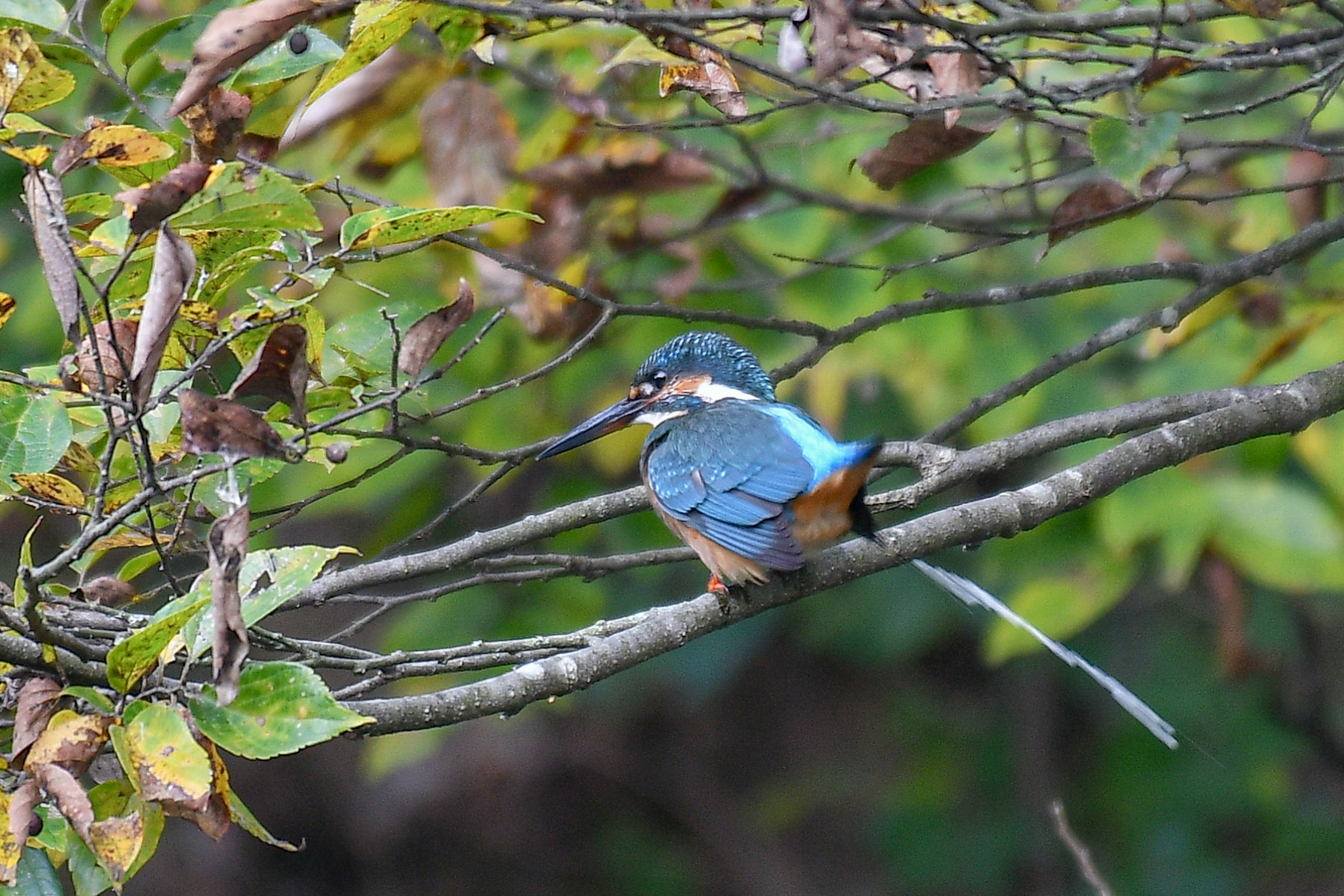 枝に止まる青いカワセミの鳥と緑の葉