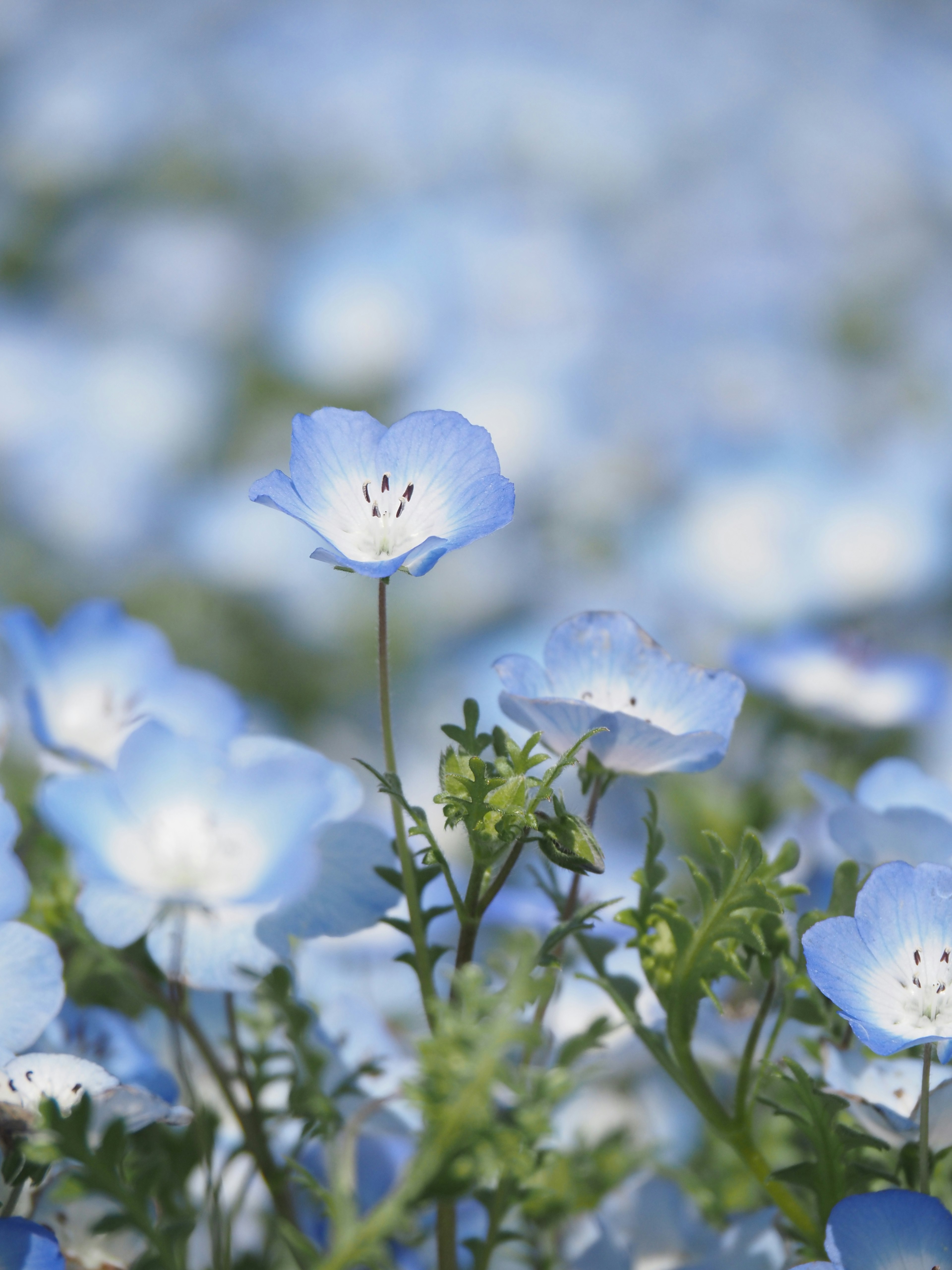 Field of delicate blue flowers in bloom