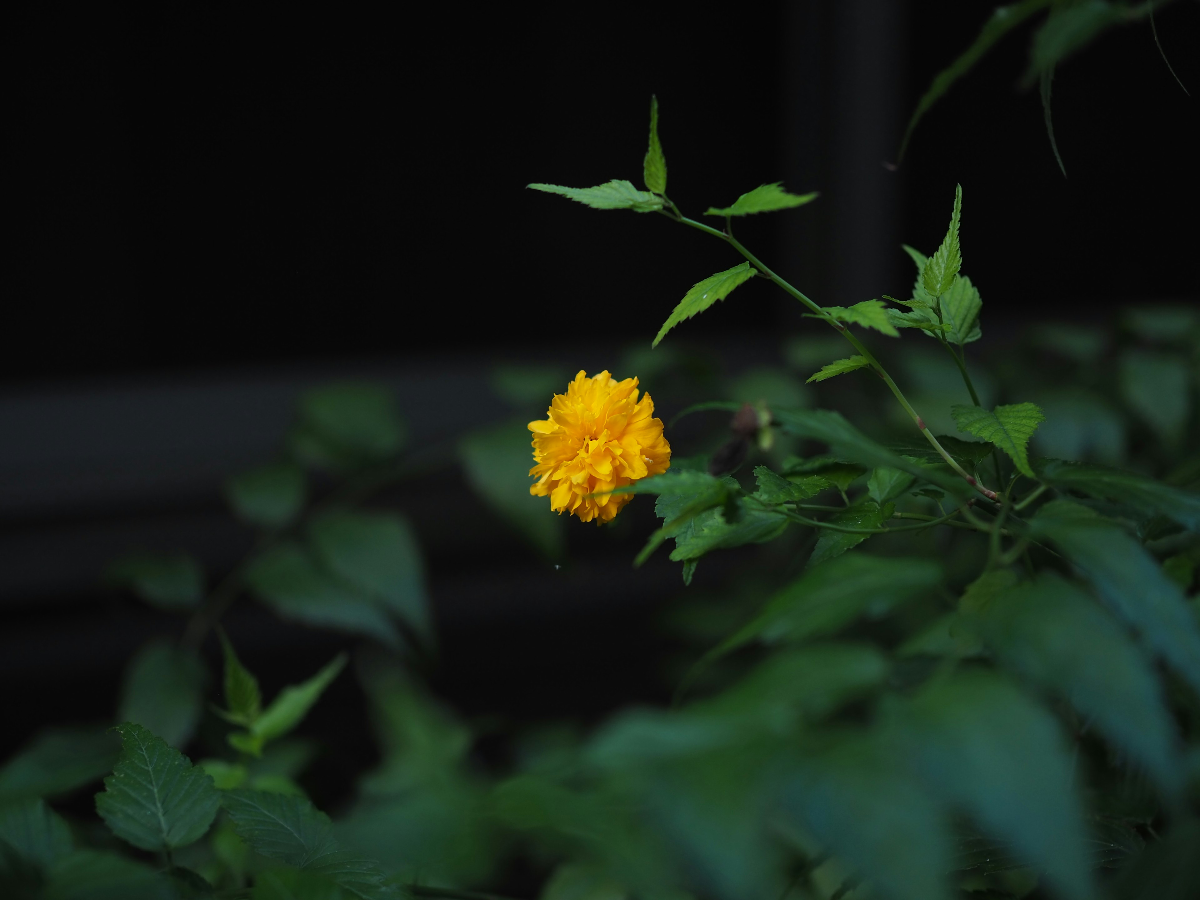 鮮豔的黃色花朵與綠色葉子在黑暗背景下