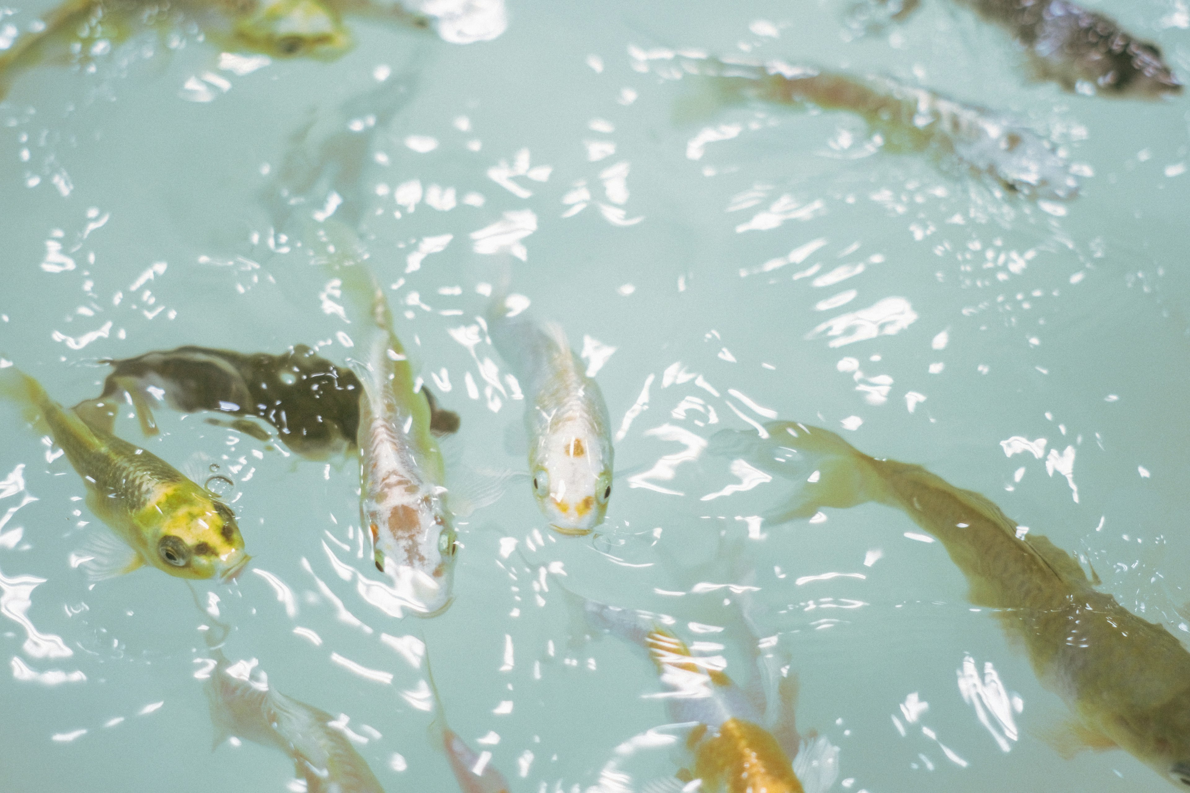 水中の魚たちが泳いでいる様子