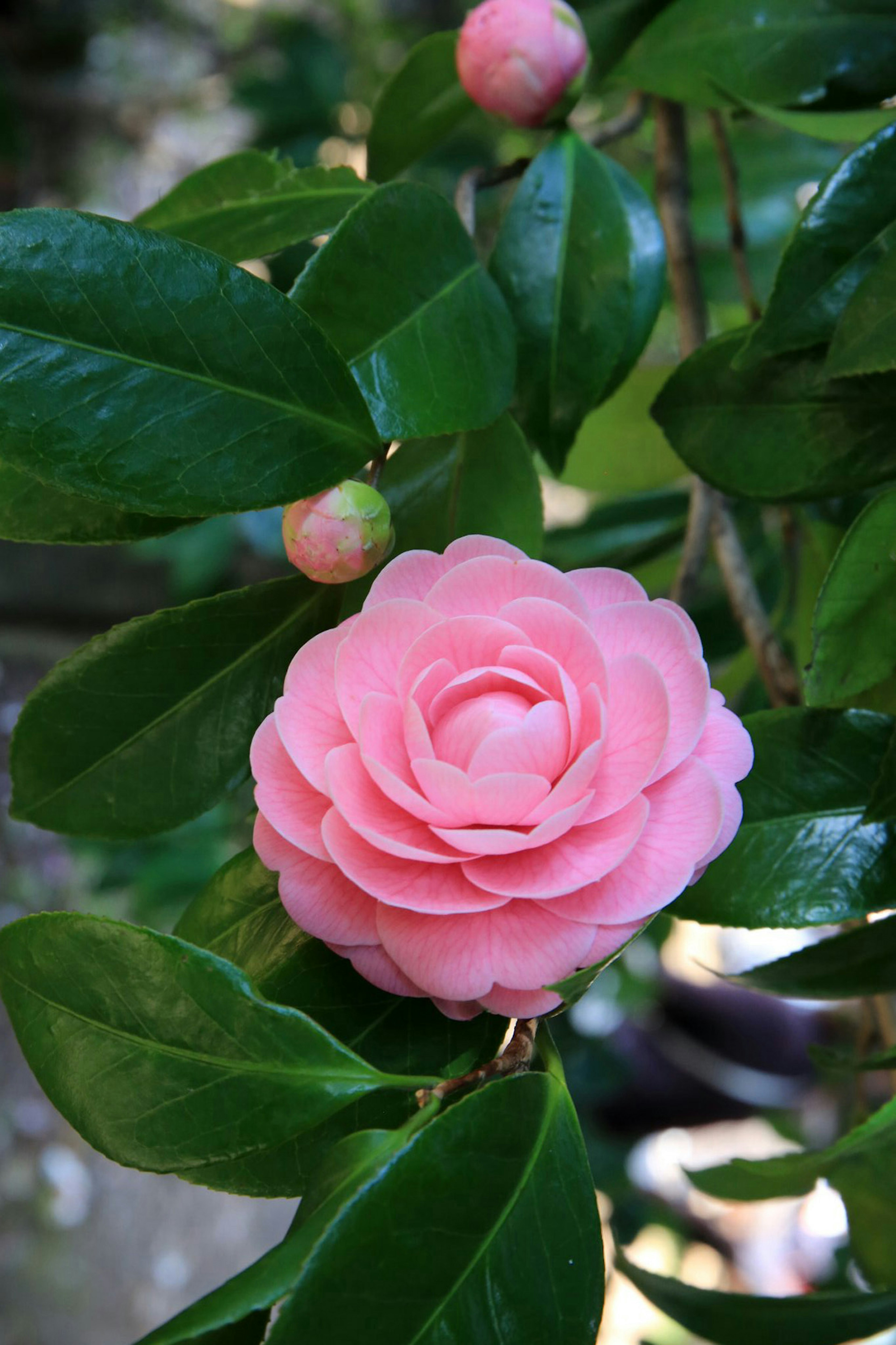 Pink camellia flower blooming among green leaves