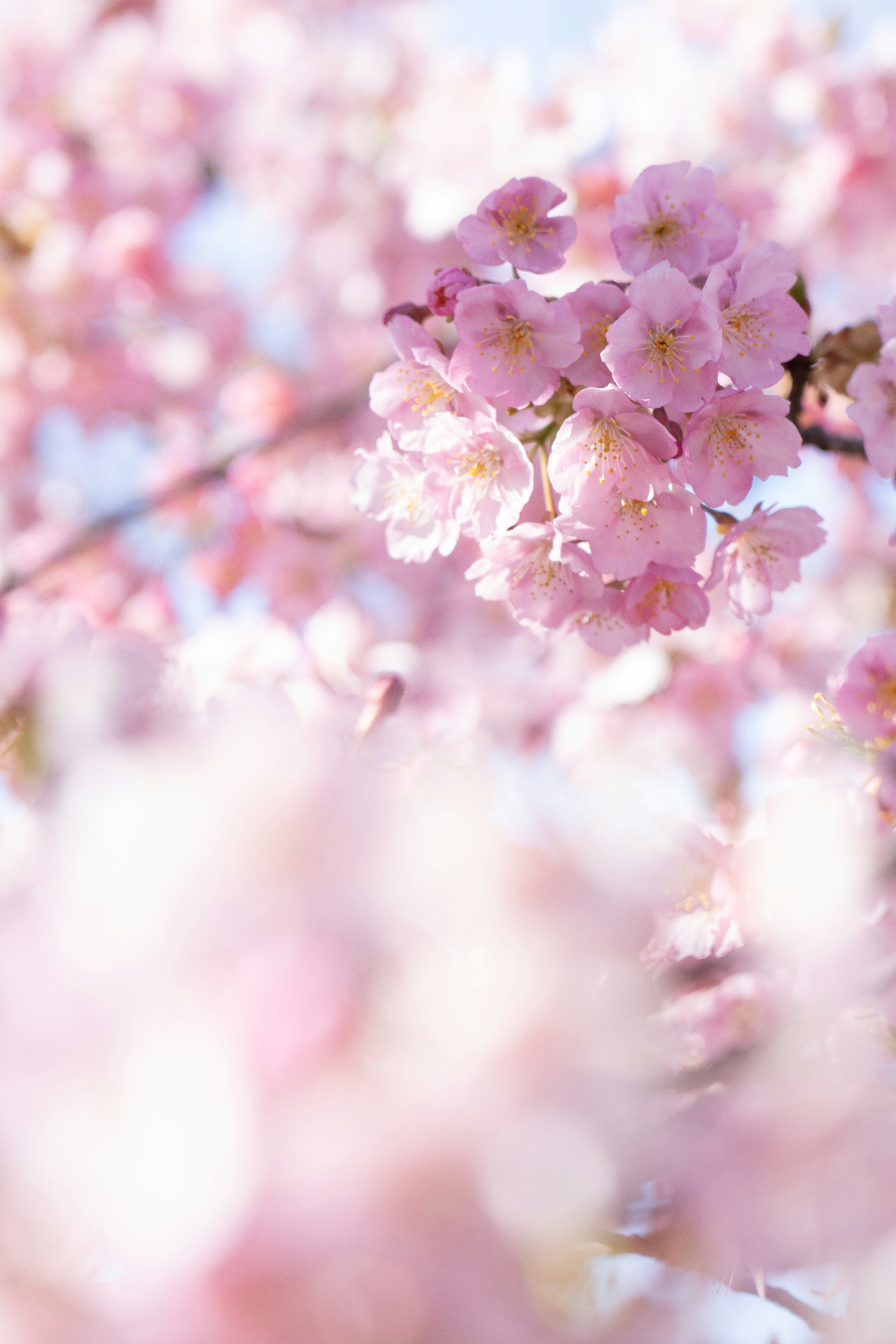 Close-up of cherry blossoms in soft pink hues showcasing delicate petals