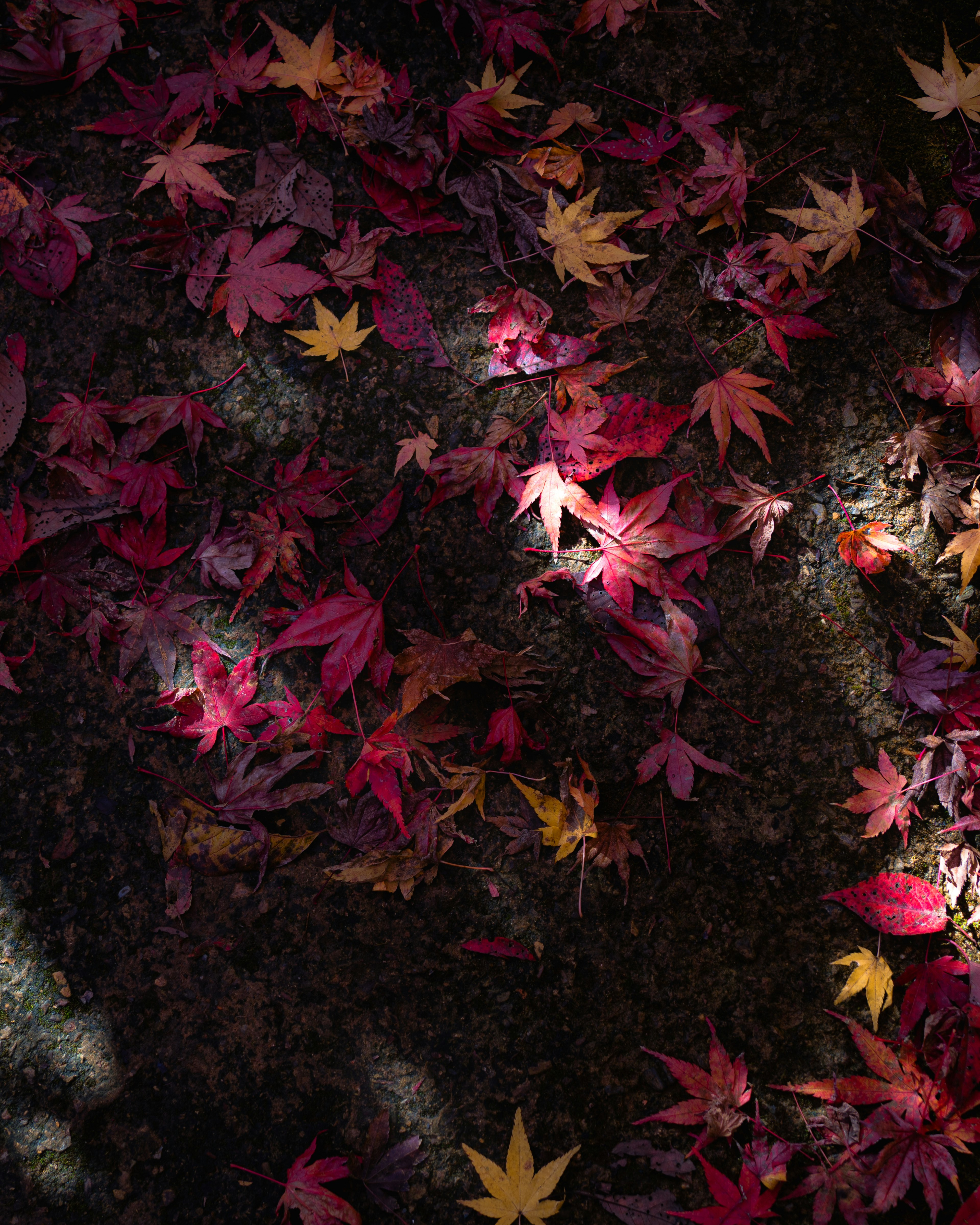 Autumn scene with scattered red and yellow maple leaves on the ground