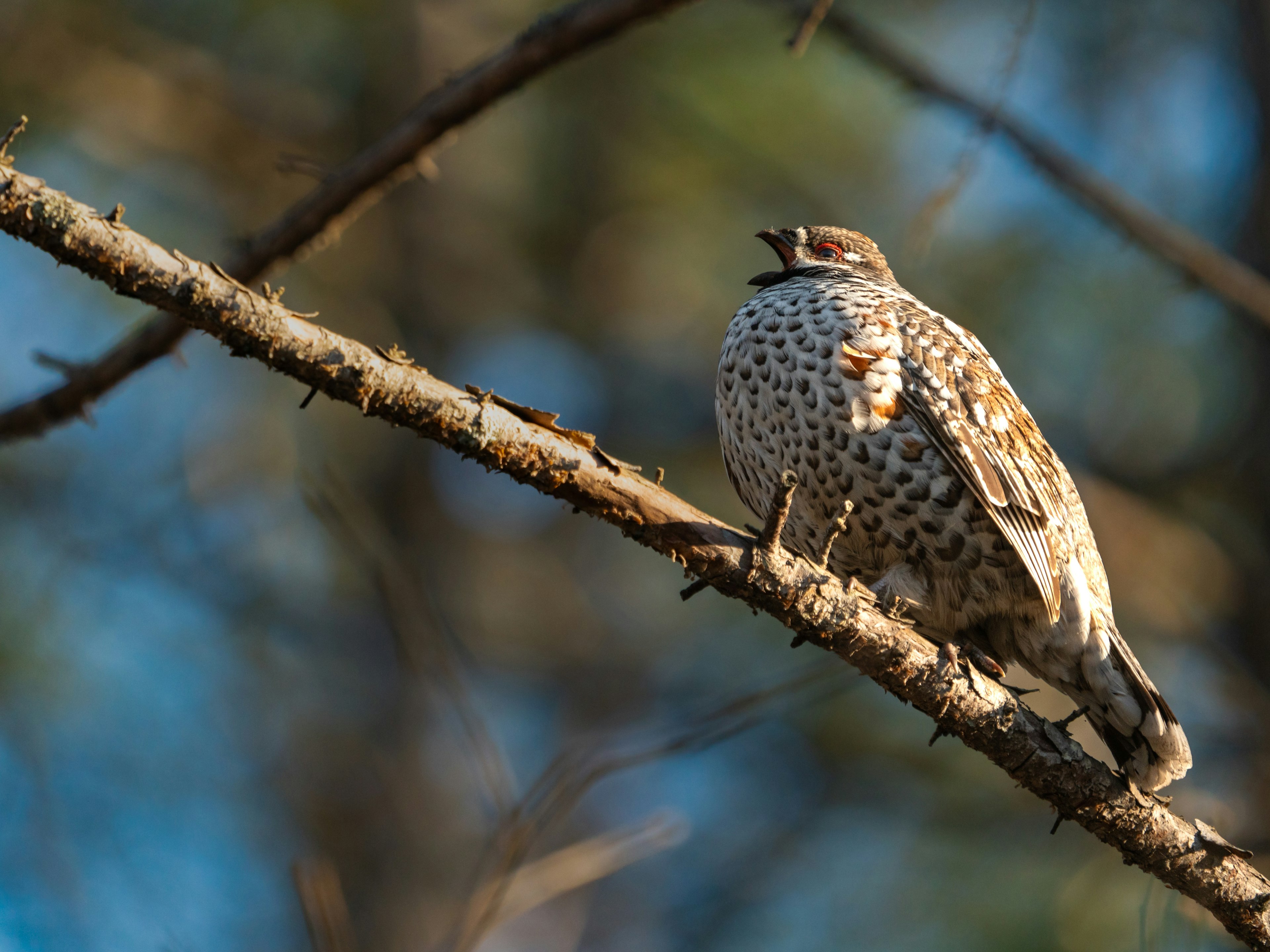 Ein gefleckter Vogel, der auf einem Ast sitzt