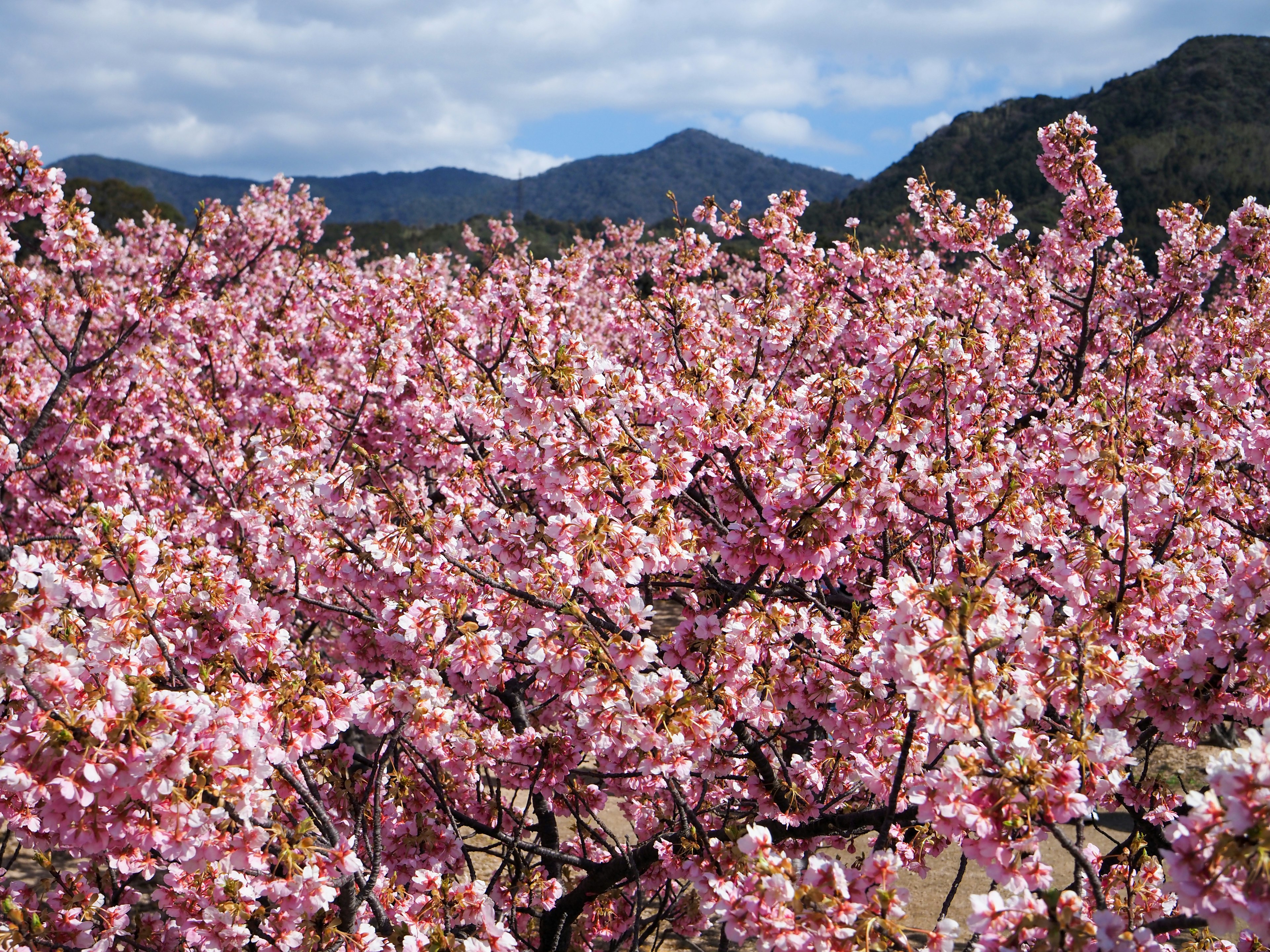 Pemandangan dipenuhi pohon sakura yang mekar