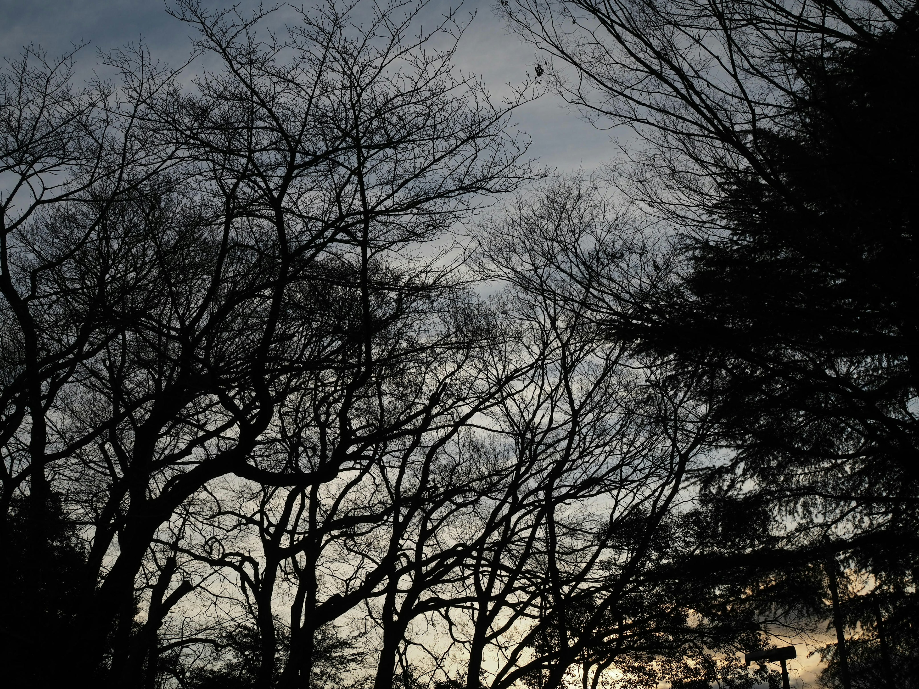 夕暮れの空を背景にした冬の木々のシルエット