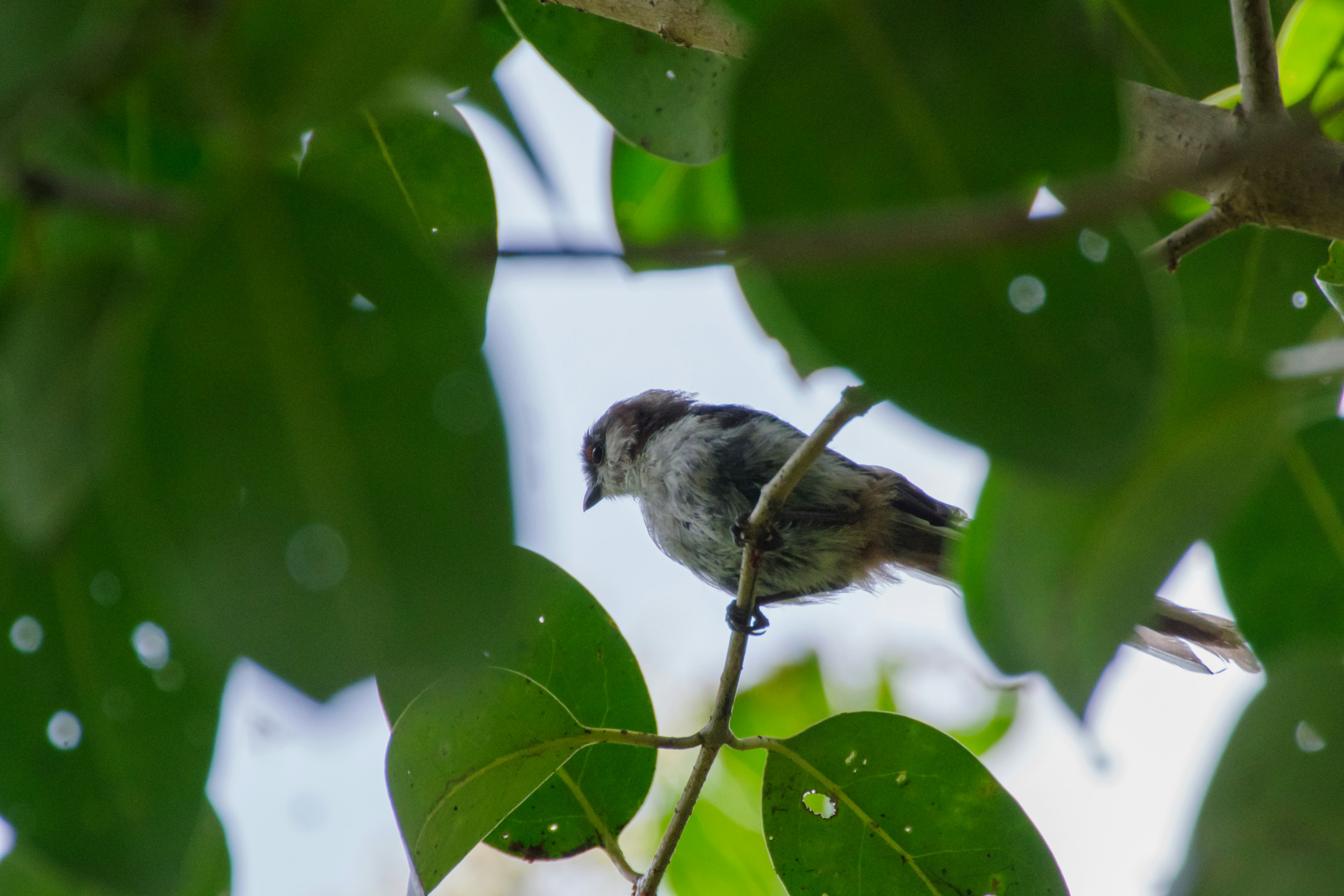 Kleiner Vogel auf grünen Blättern sitzend