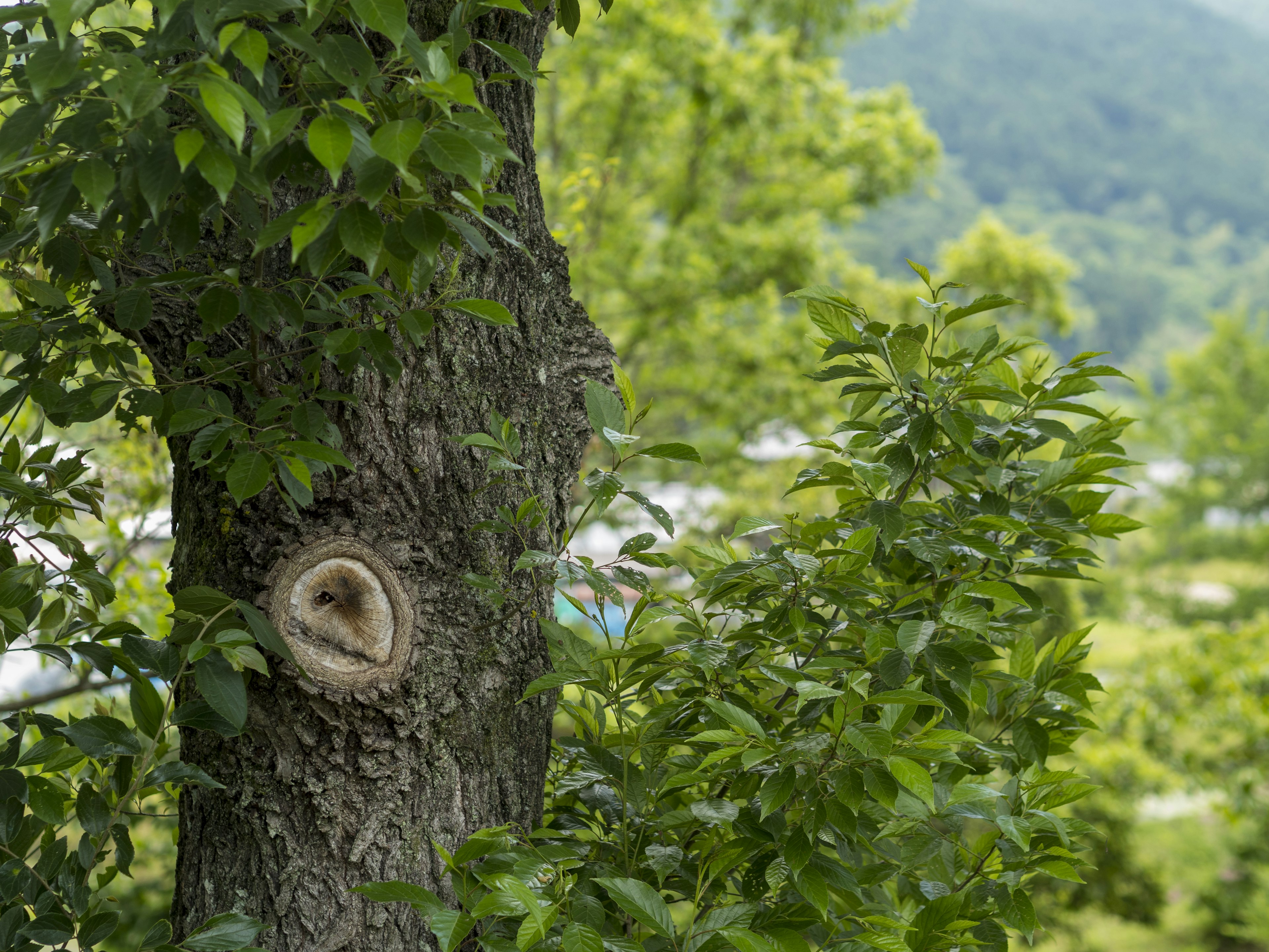 Tronco d'albero con foglie verdi e motivo circolare nella corteccia