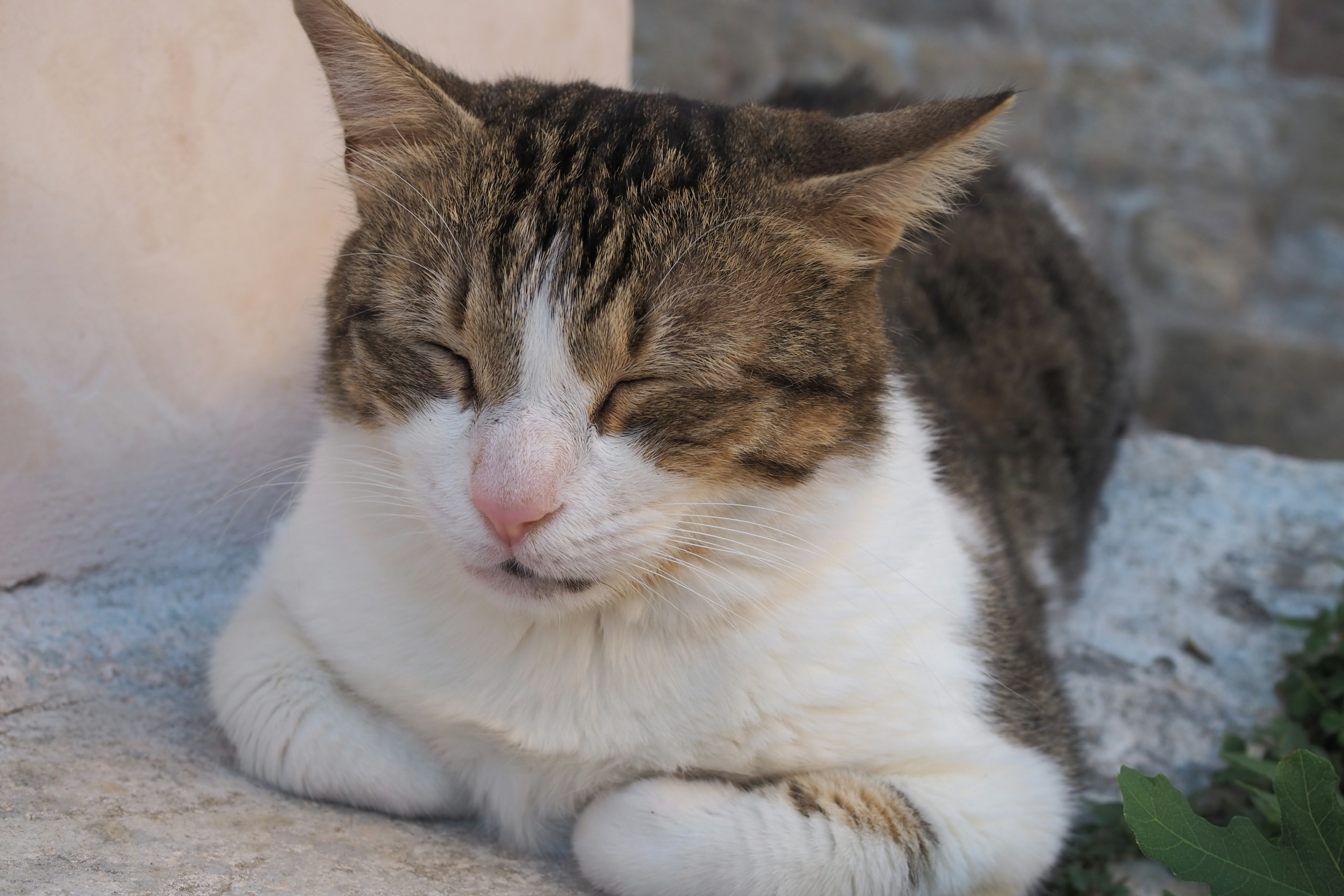 Kucing putih dan coklat yang santai beristirahat di bawah sinar matahari