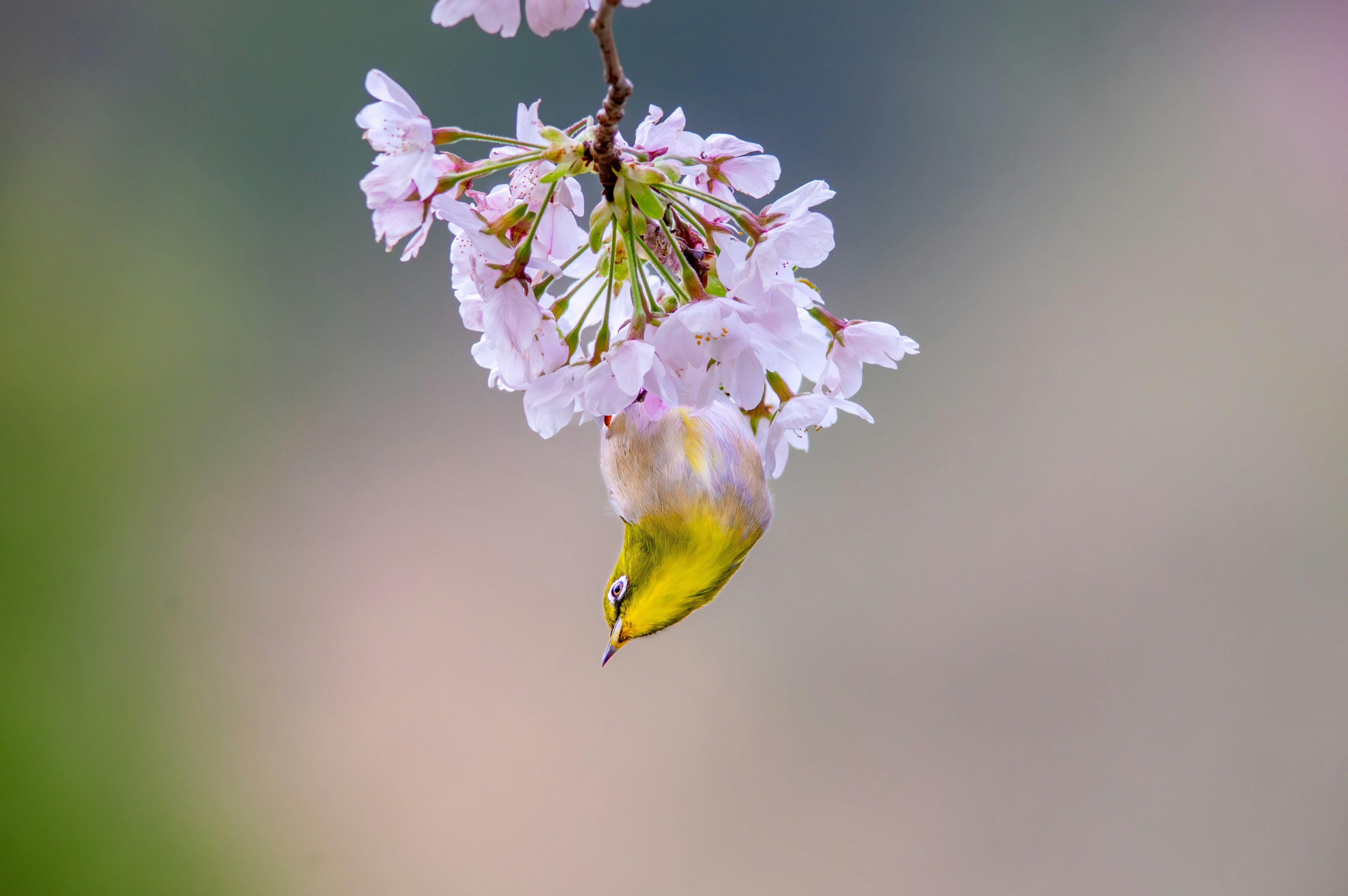 Un piccolo uccello appeso ai fiori di ciliegio con colori vivaci