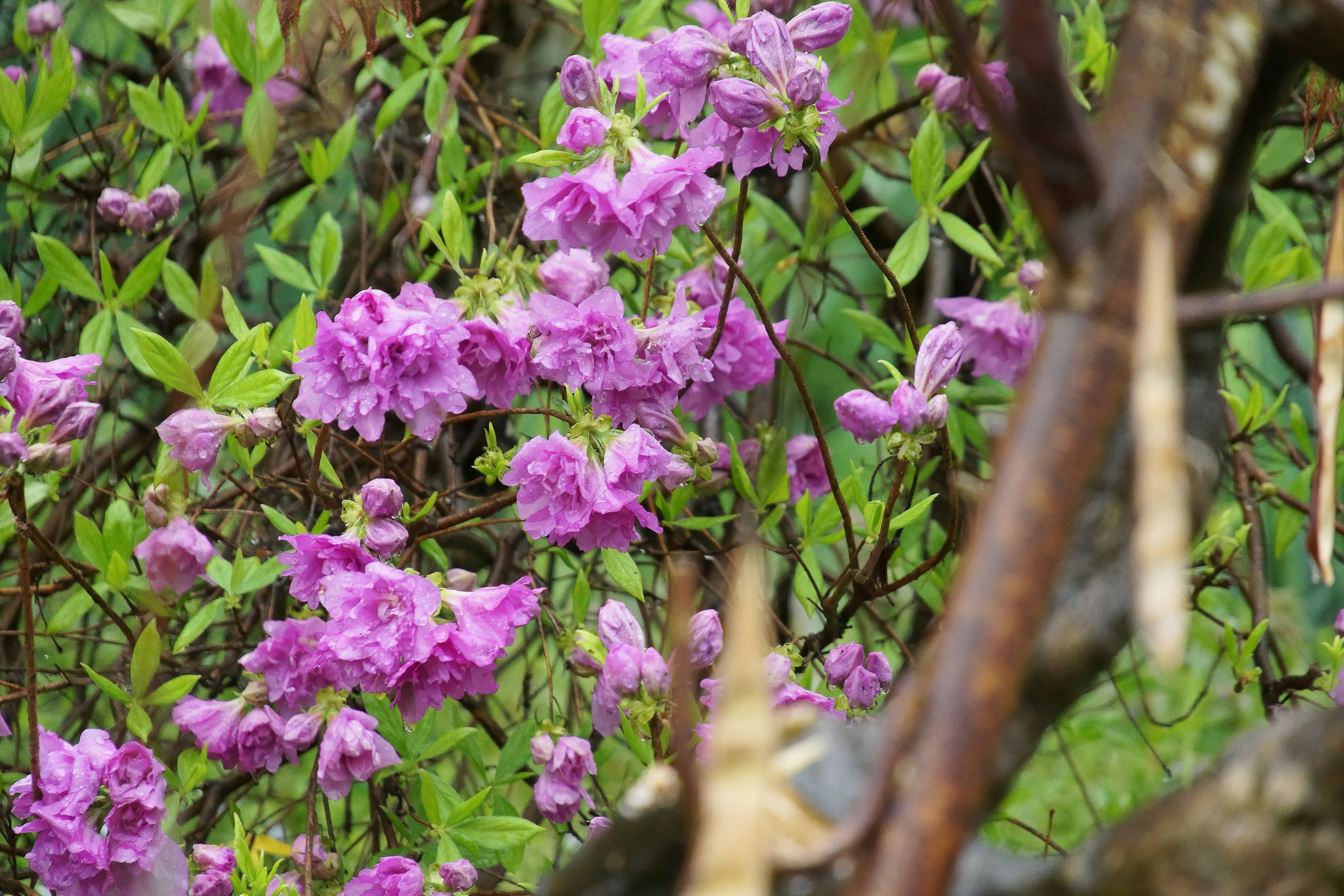 鮮やかな紫色の花が咲く低木の近くにある緑の葉