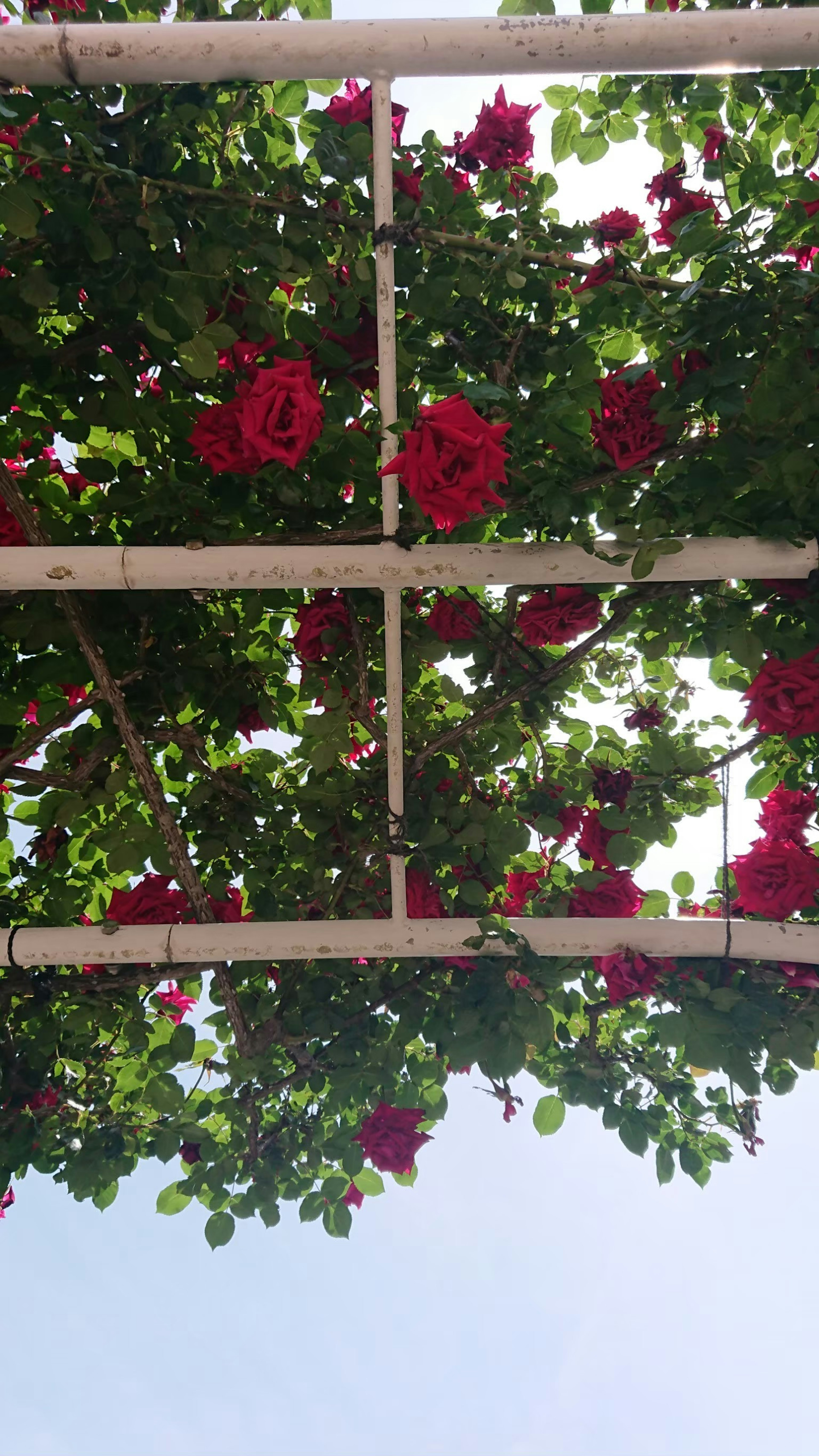 Vue d'en bas d'une arche avec des fleurs rouges vives et des feuilles vertes