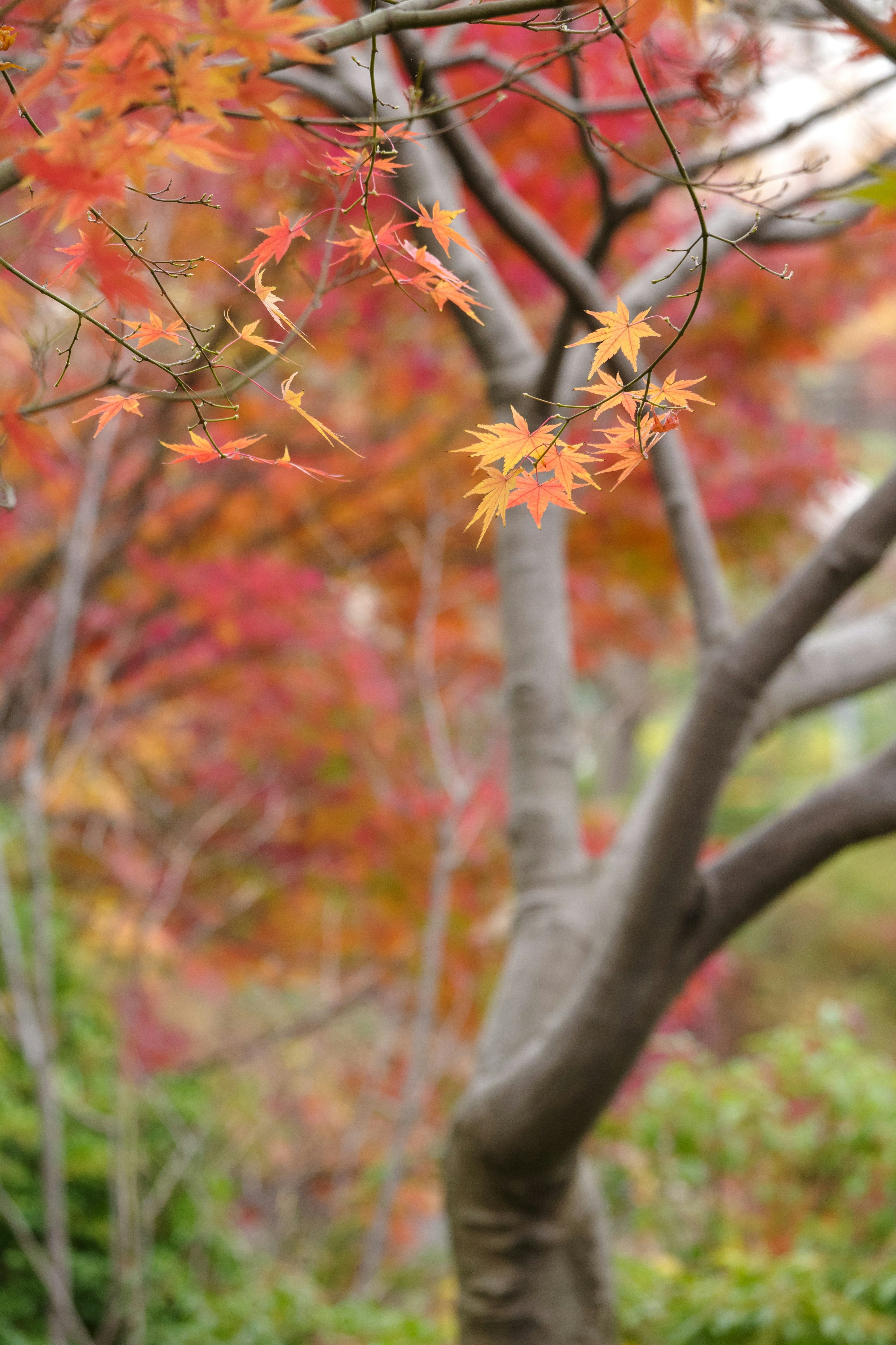 紅葉したモミジの木と背景の色とりどりの葉