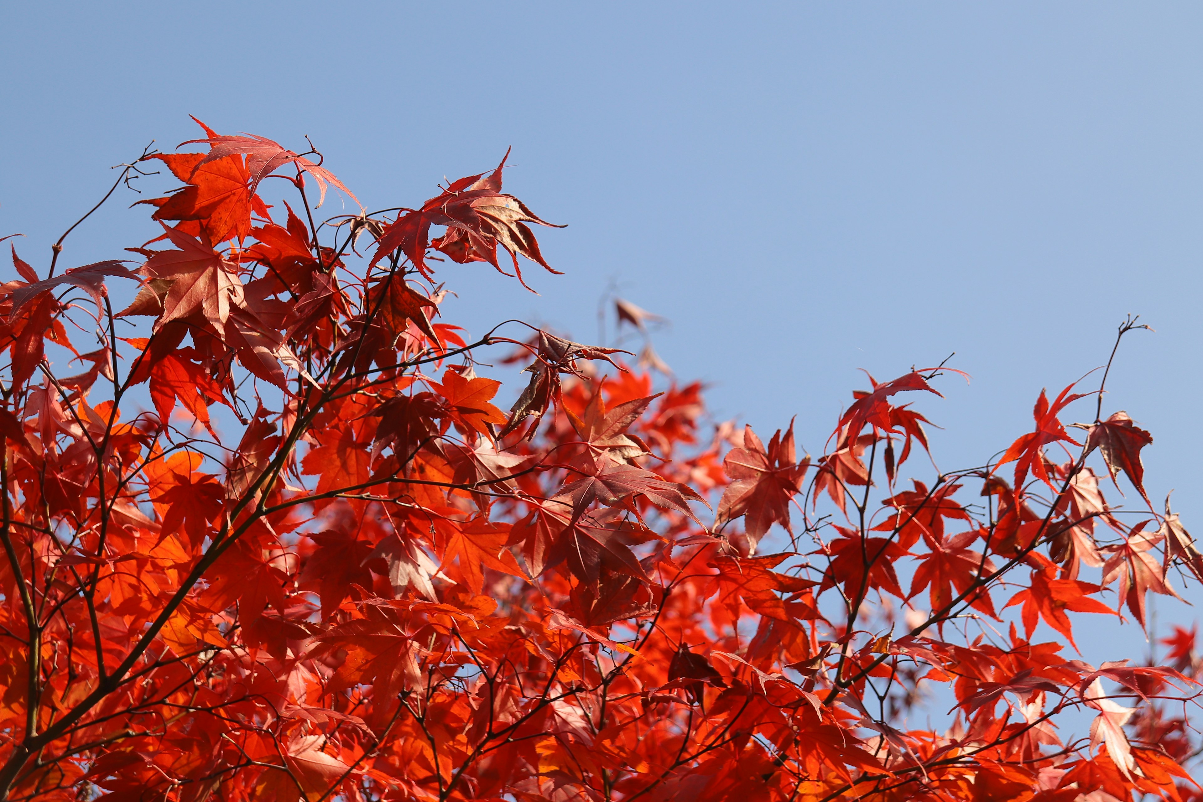 Vibrant red maple leaves against a clear blue sky