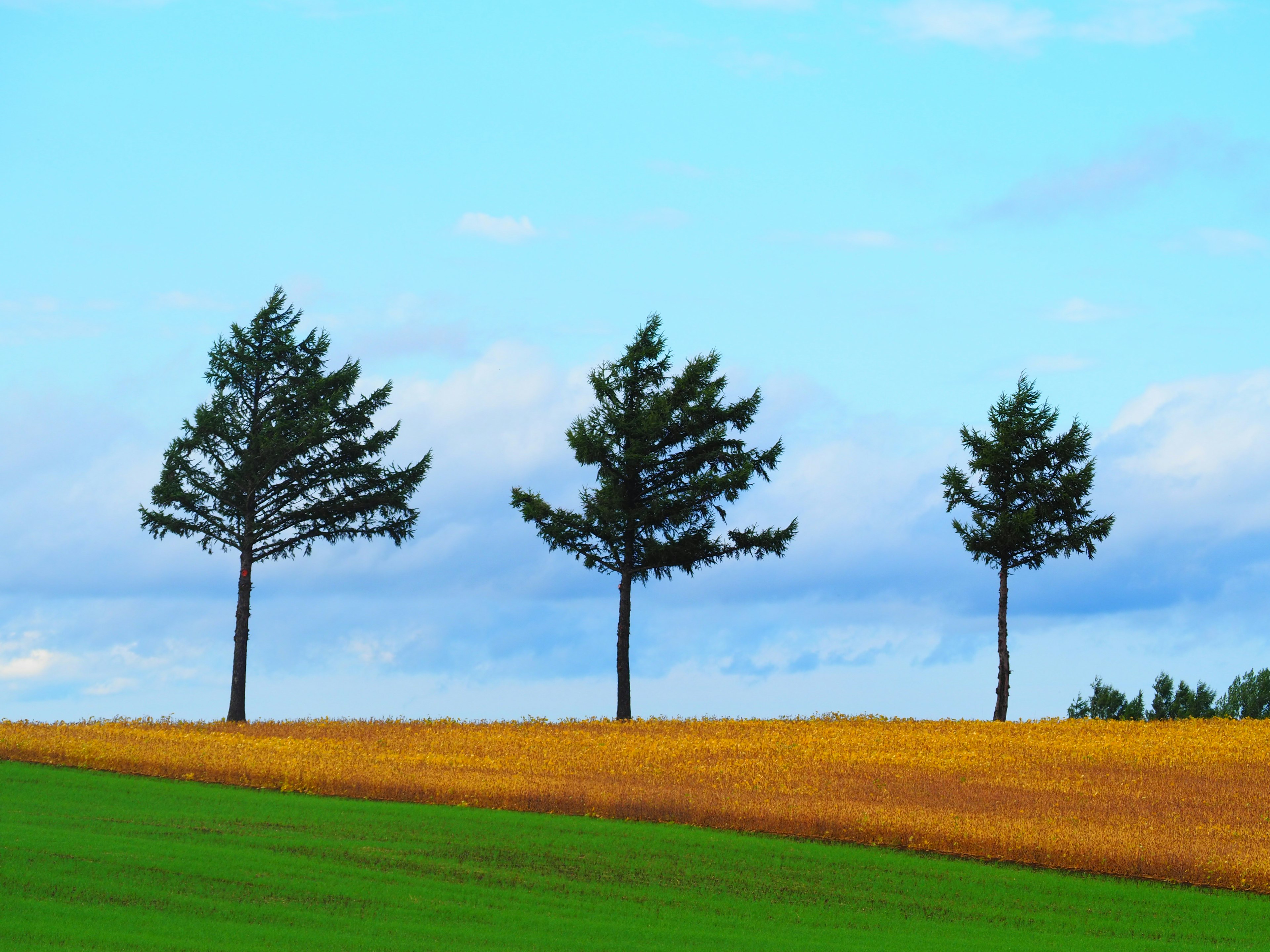 Trois arbres sous un ciel bleu avec un champ doré