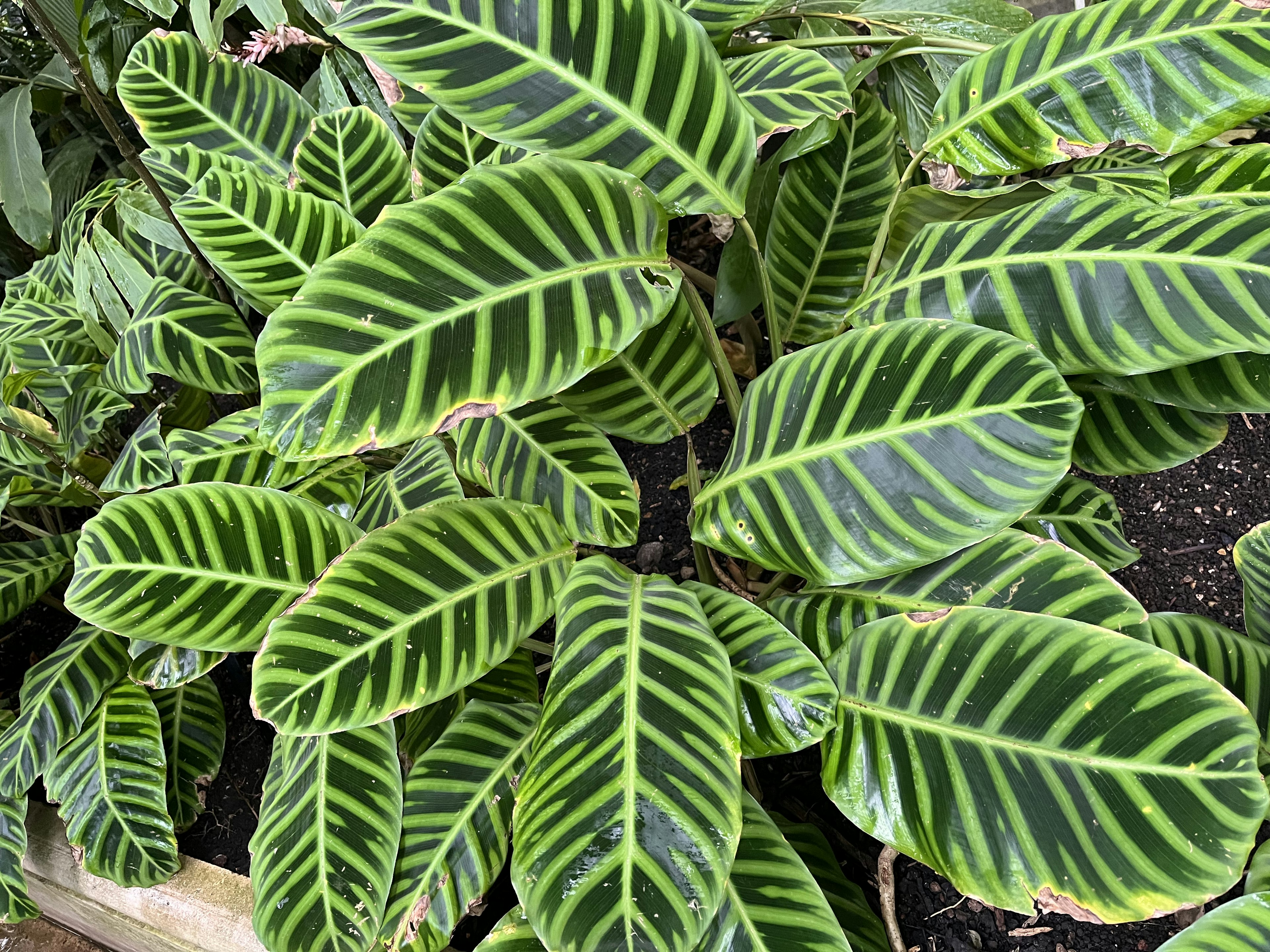 Primer plano de una planta exuberante con hojas rayadas verdes