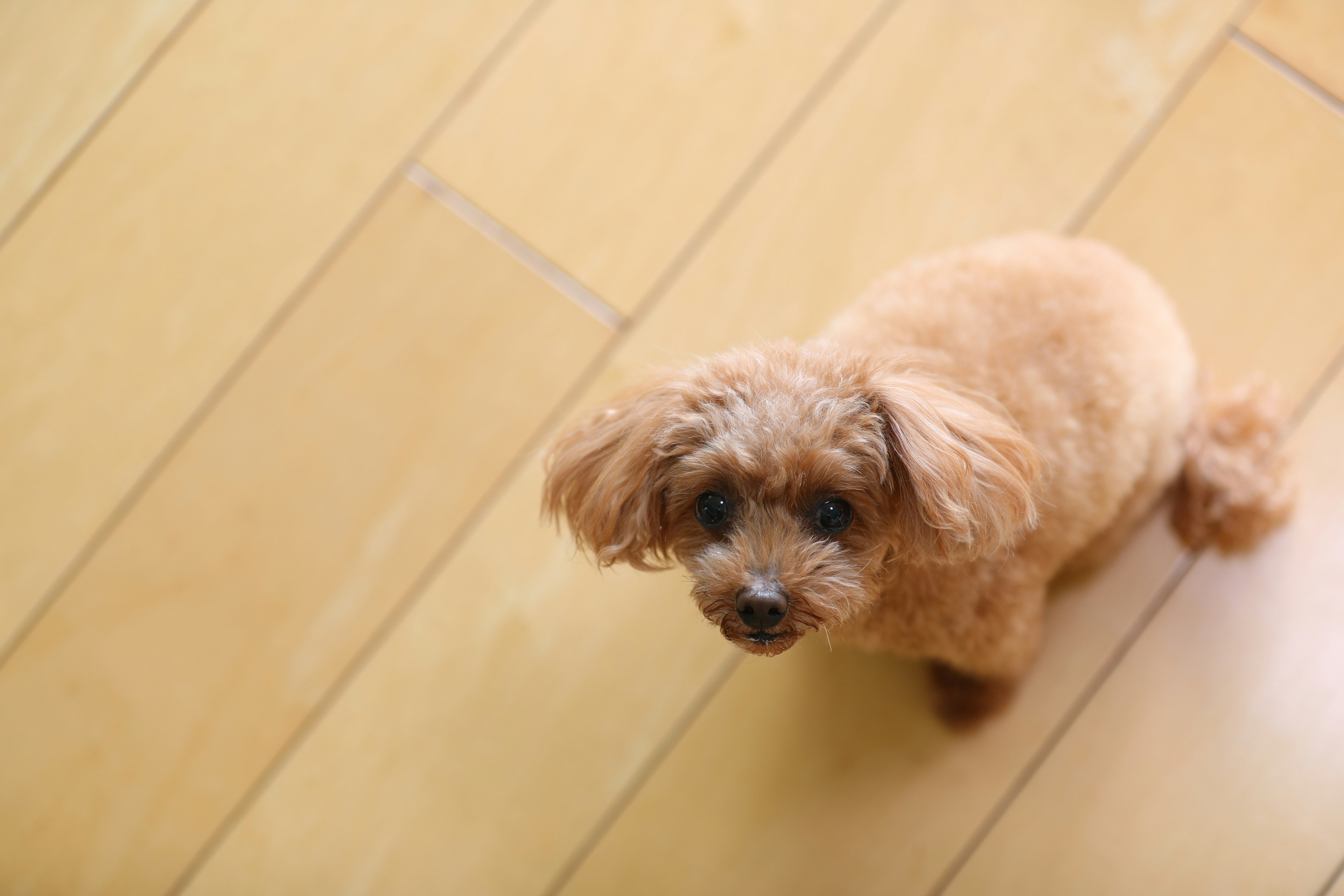 Anjing coklat kecil duduk di lantai kayu