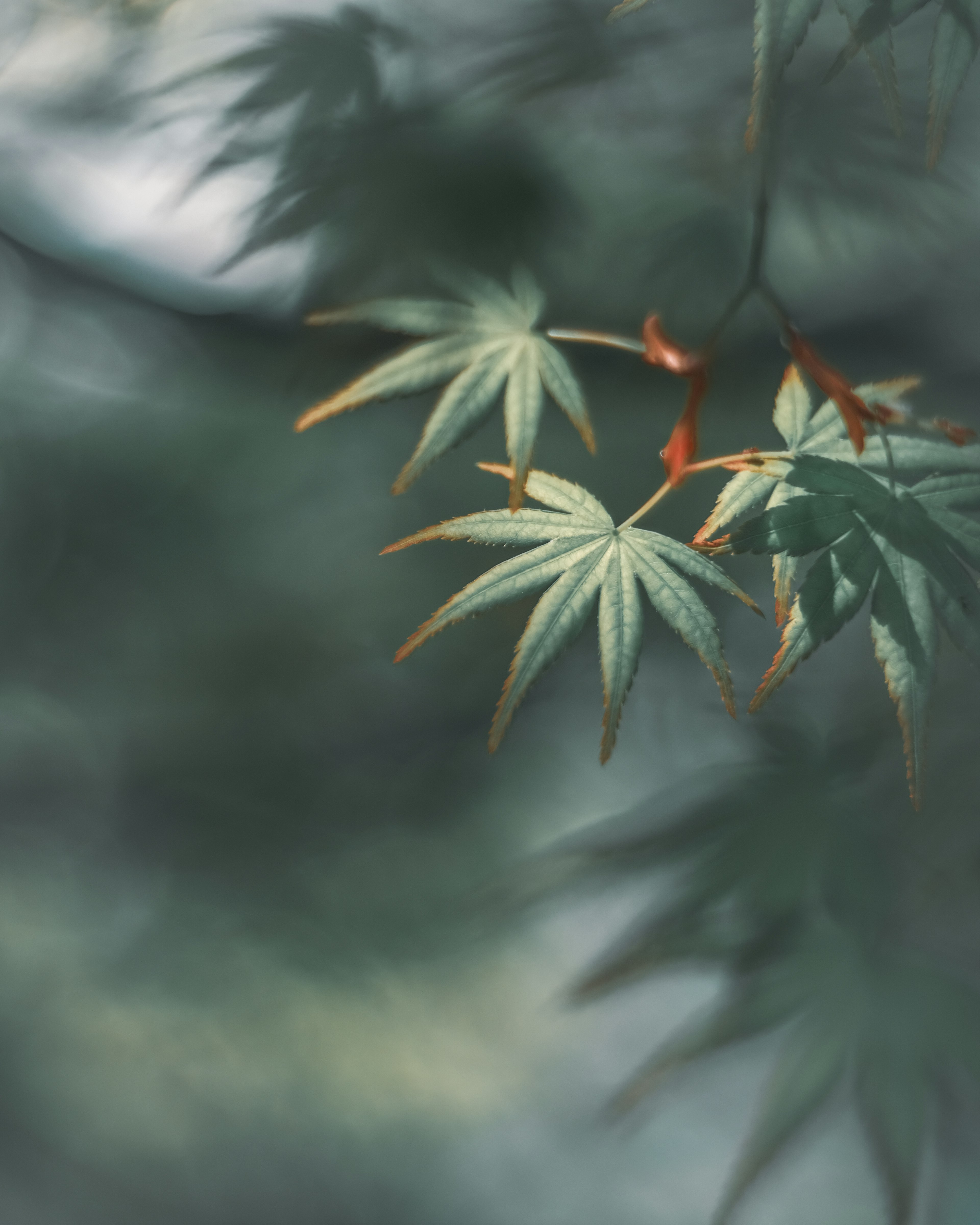 Maple leaves in soft green with a blurred background