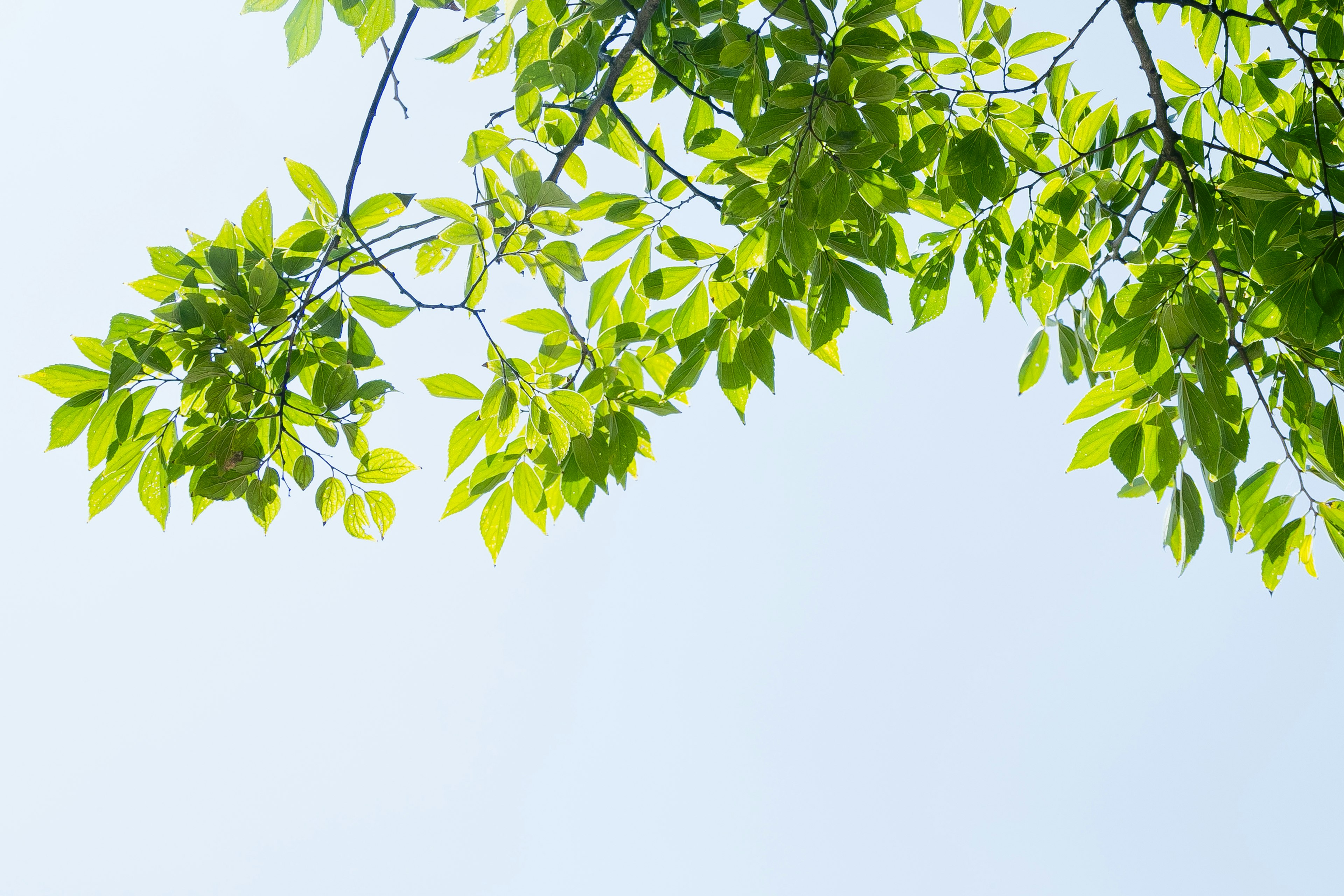 Branch of green leaves against a blue sky