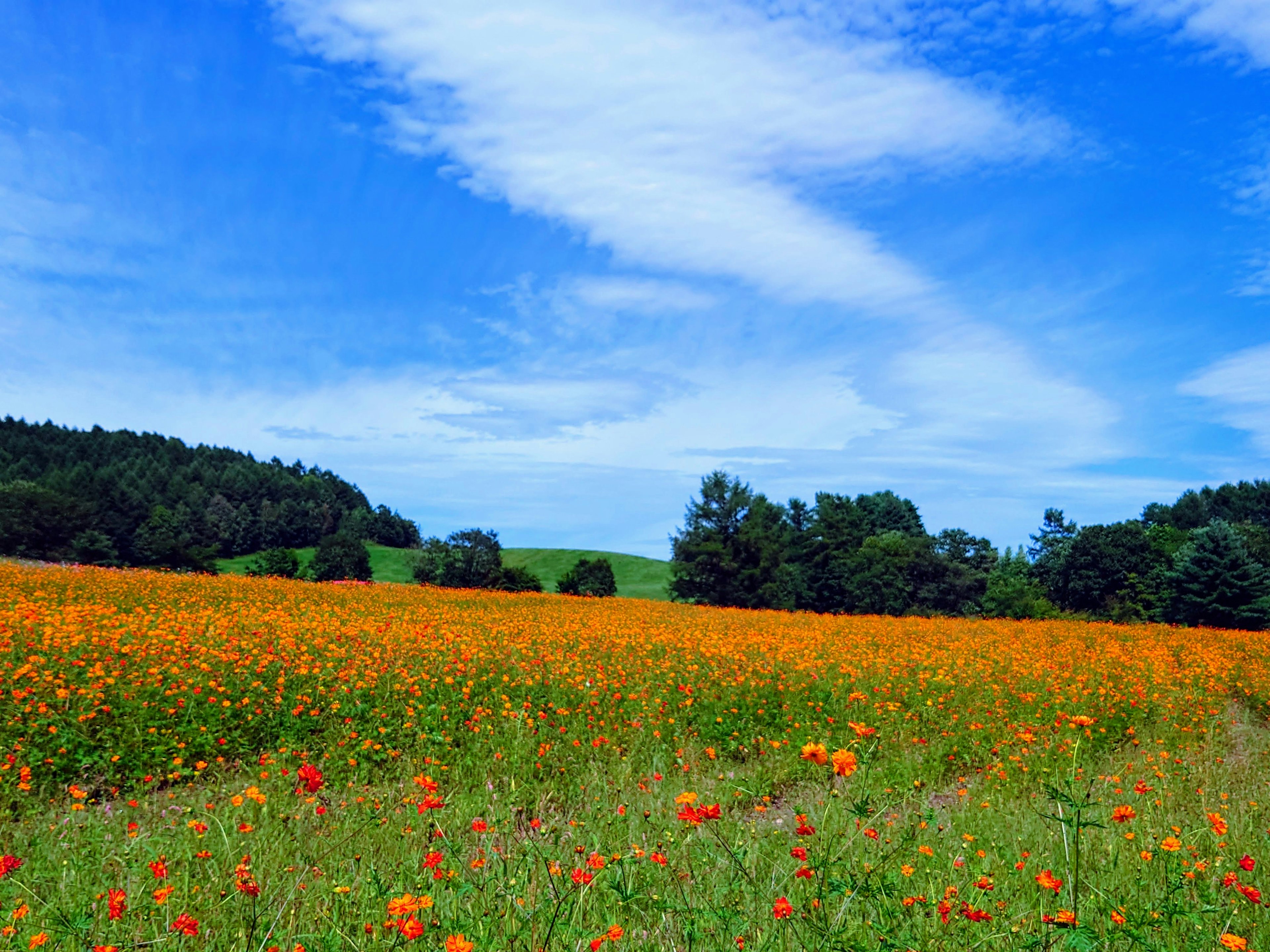 Lebendige orange Blumen unter einem hellblauen Himmel mit grünen Hügeln