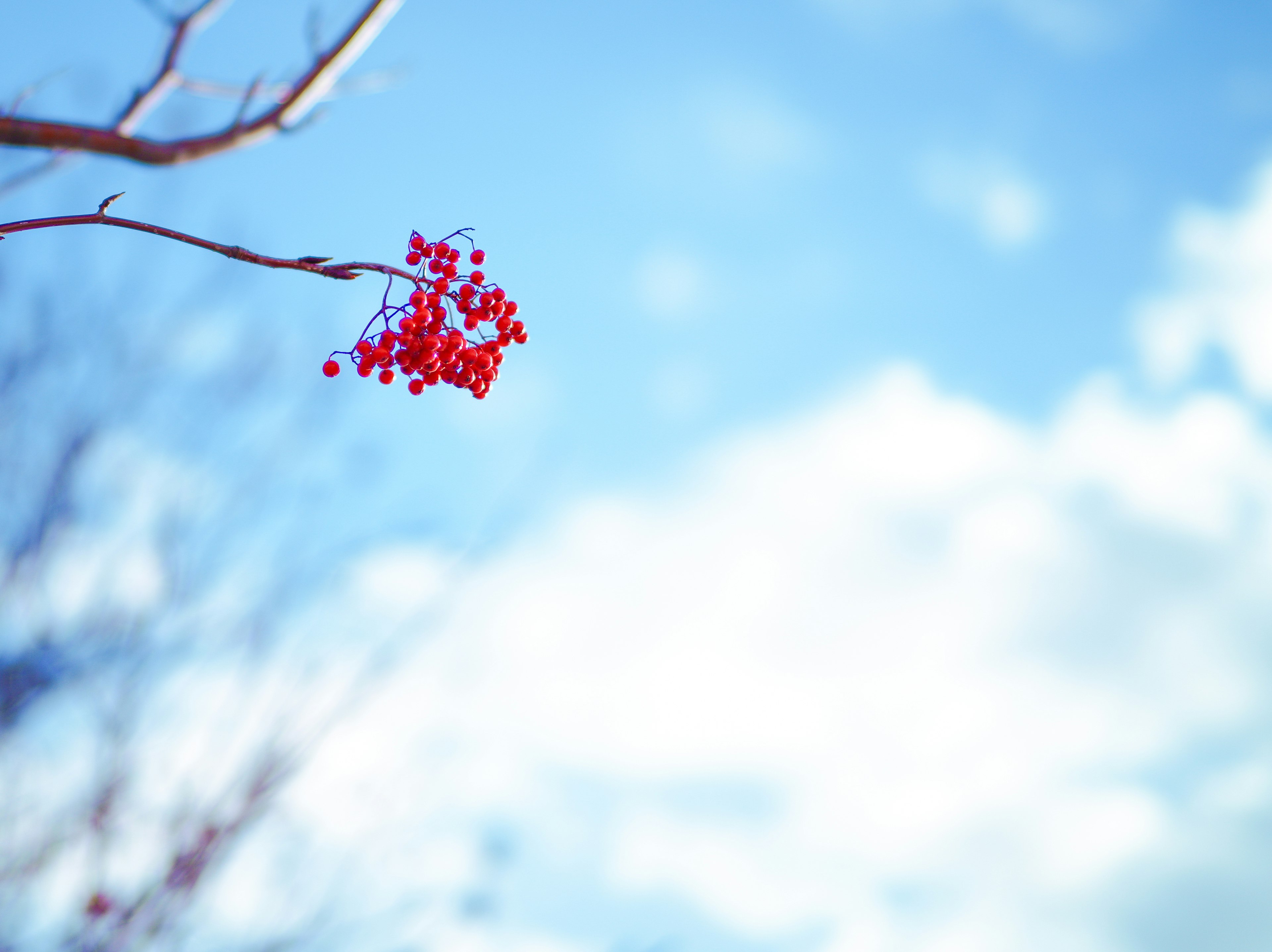 藍天背景下的紅色漿果樹枝