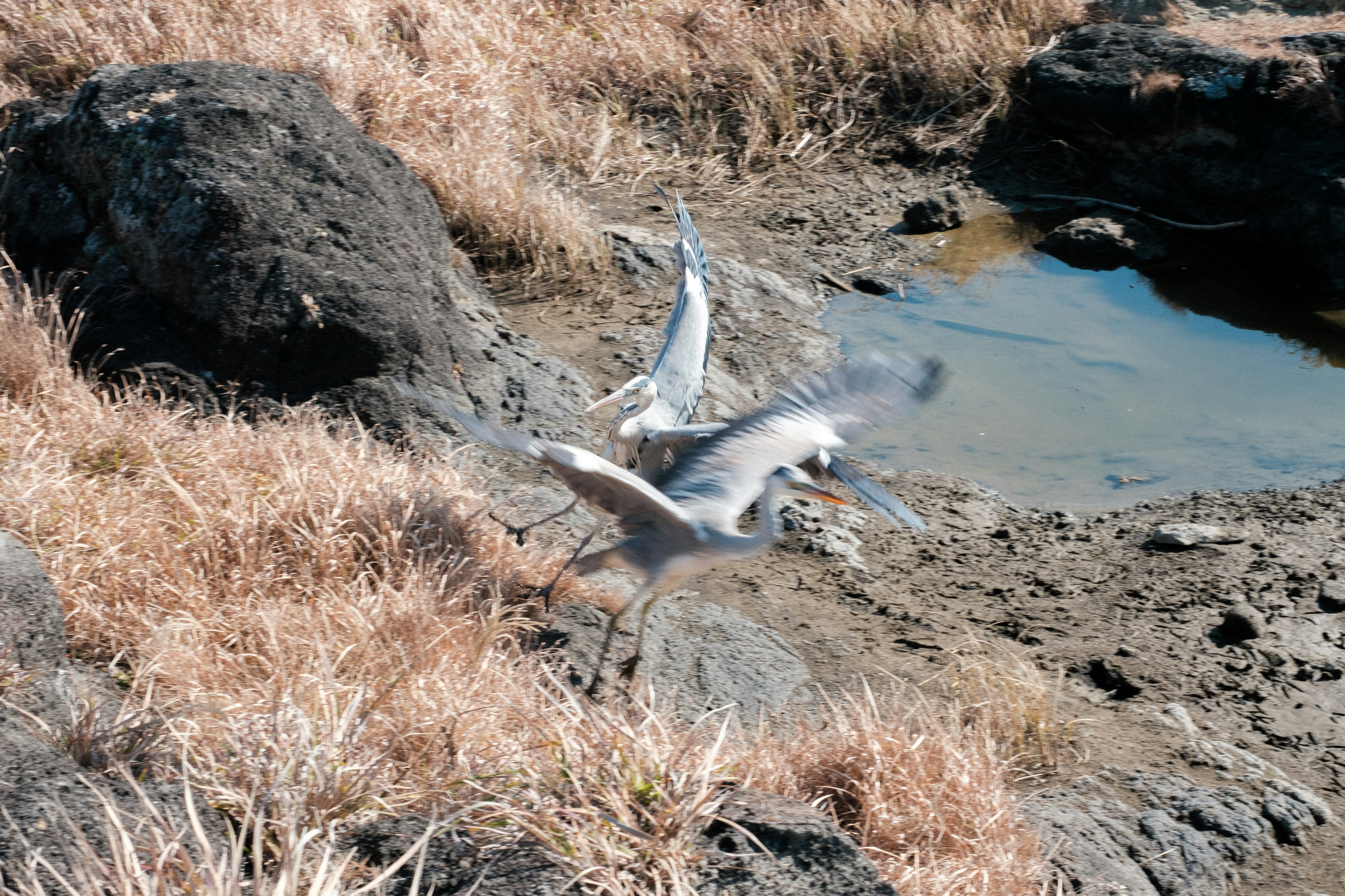 Two white birds flying over dry grass and rocky terrain