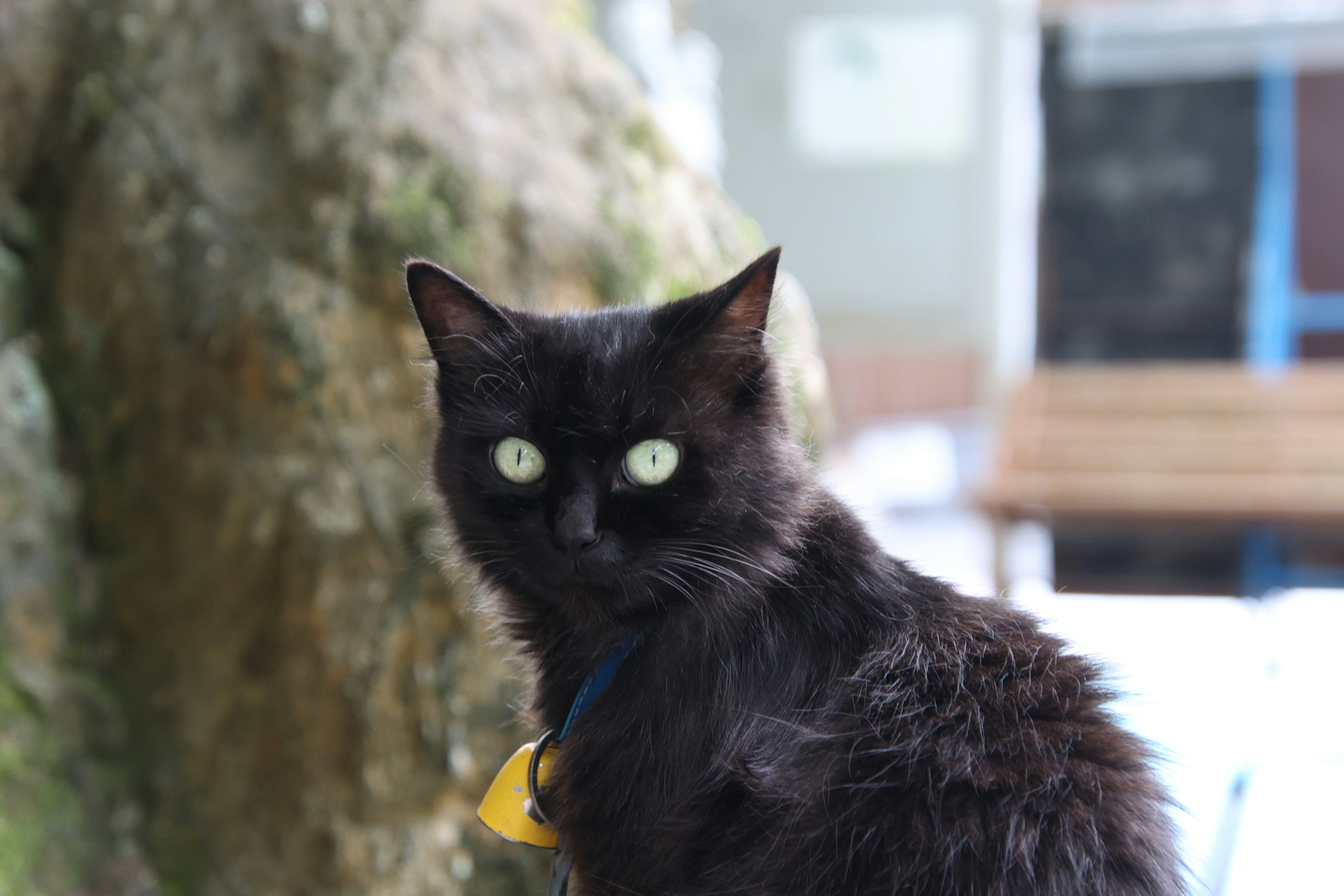 Un gatto nero che si volta vicino a un albero