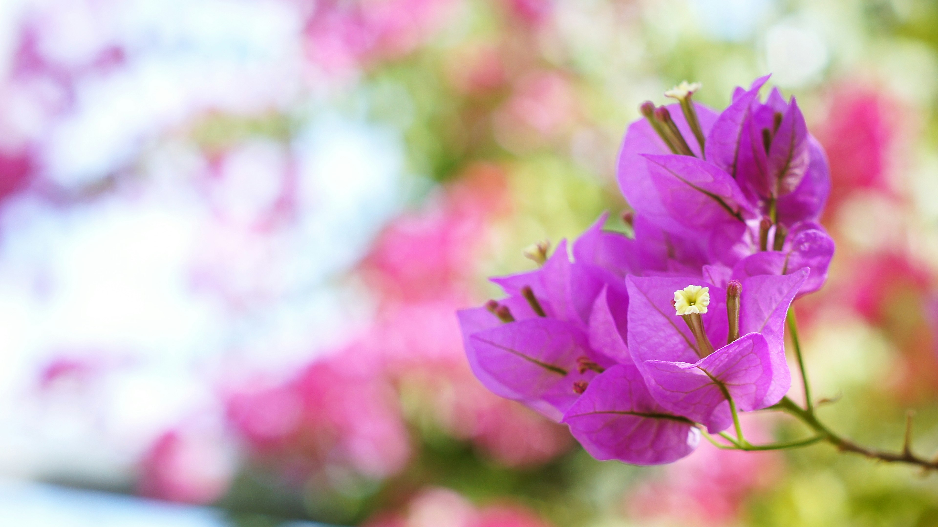 Lebendige lila Bougainvillea-Blüten im Fokus mit verschwommenem Hintergrund