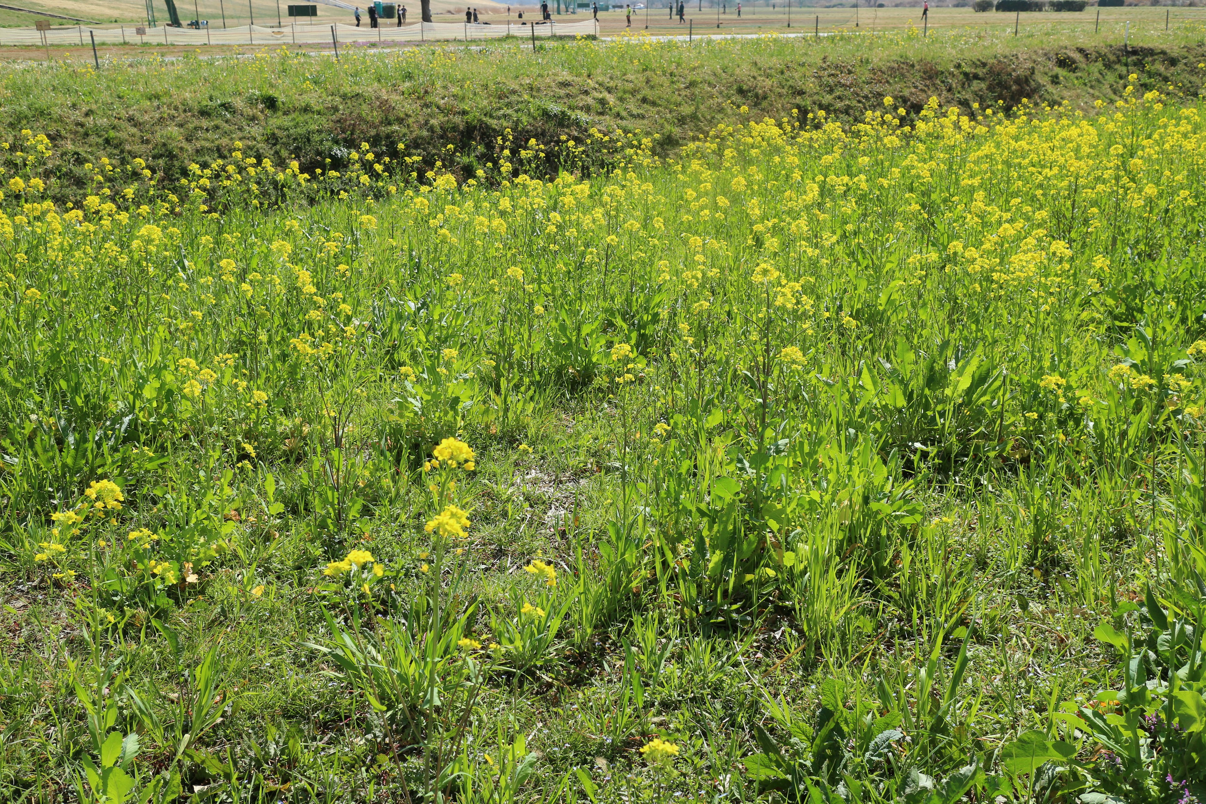 Campo verde vibrante con fiori gialli in fiore