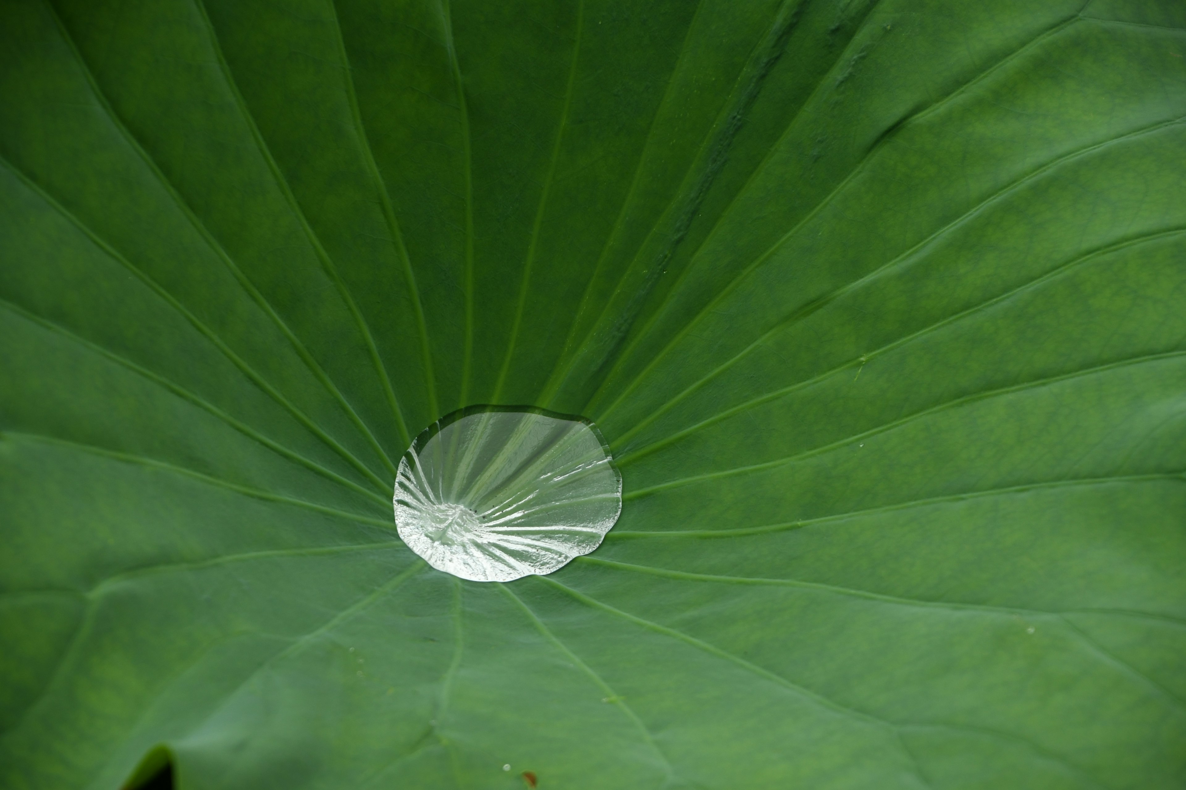 Primo piano di una foglia di loto verde con una goccia d'acqua e vene radiali