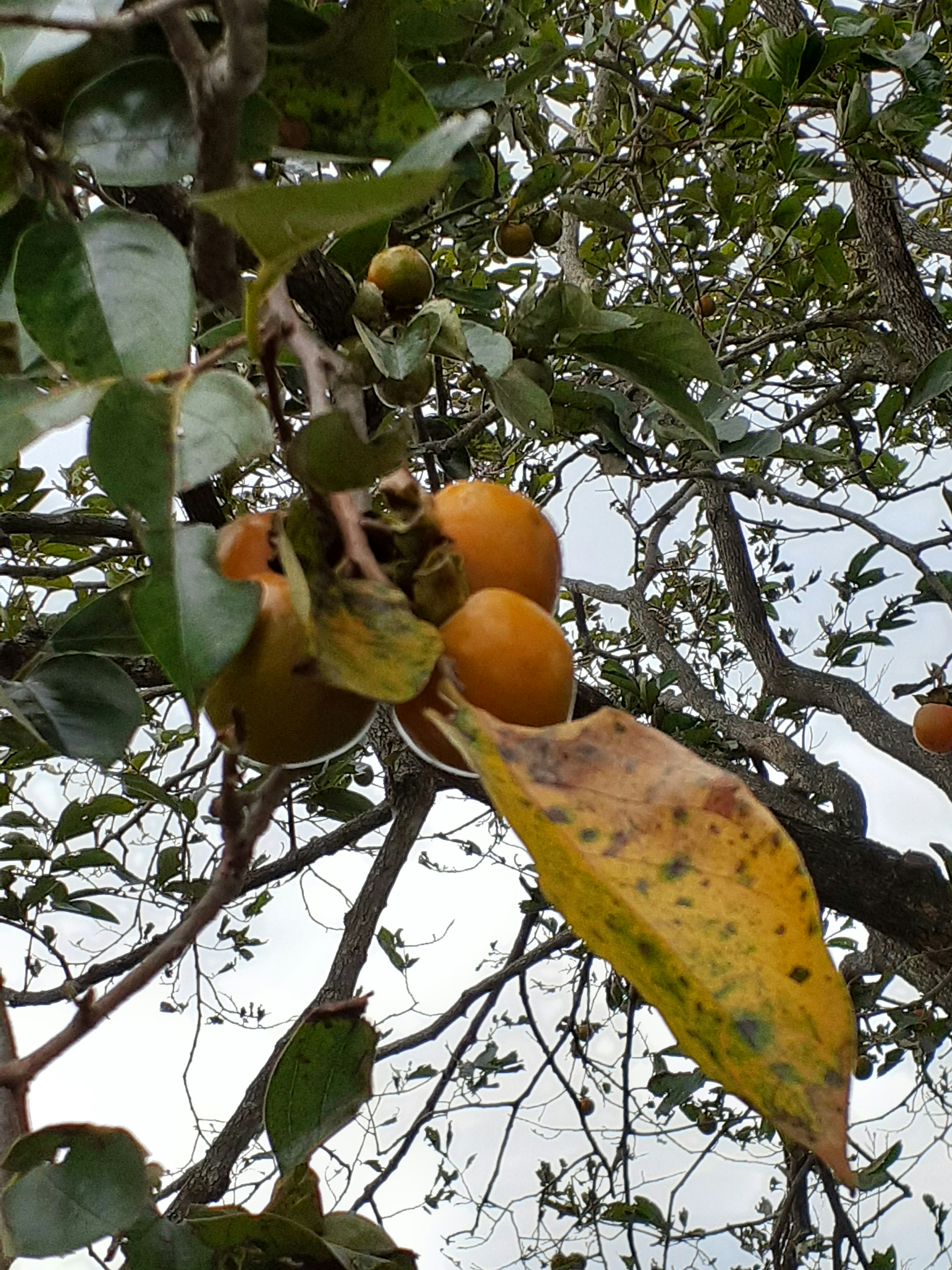 Ein Ast mit gelben Früchten und grünen Blättern an einem Baum