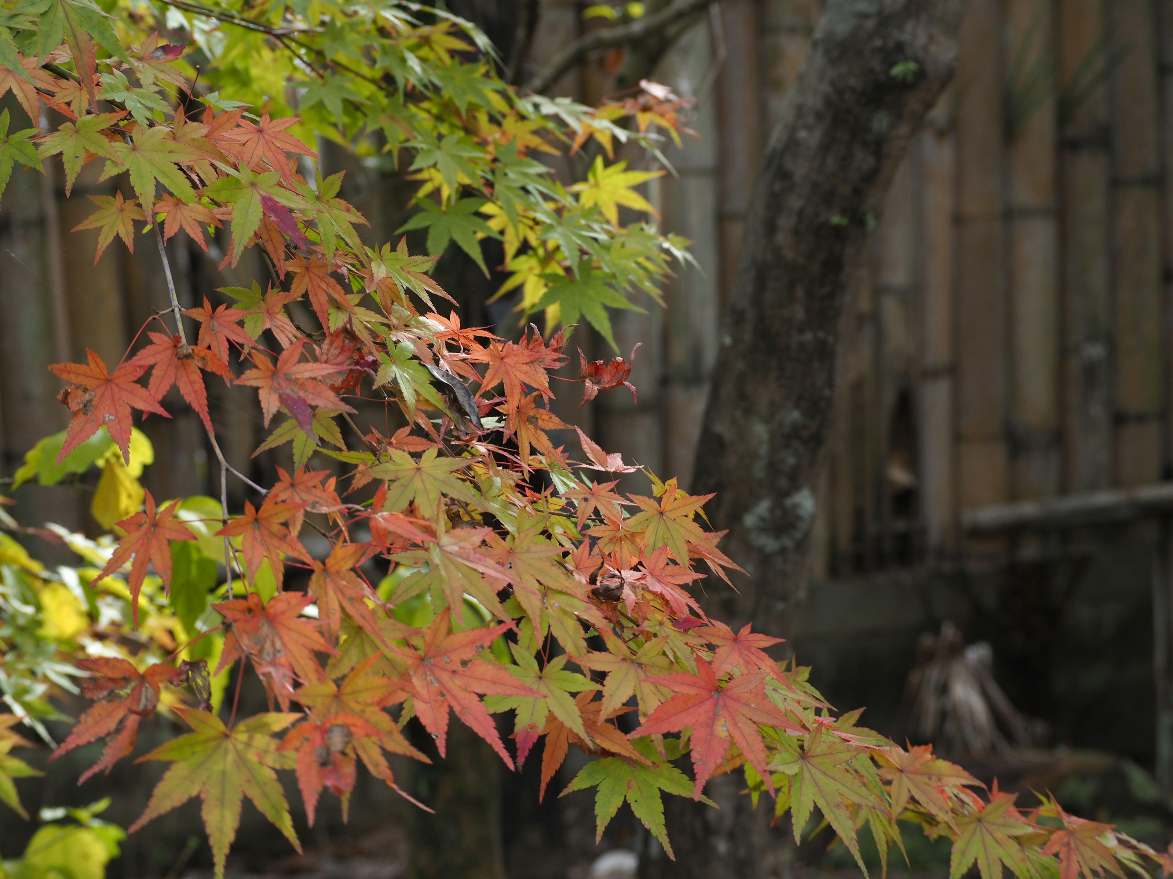 Feuilles d'érable vibrantes aux teintes rouge et verte sur fond de bambou