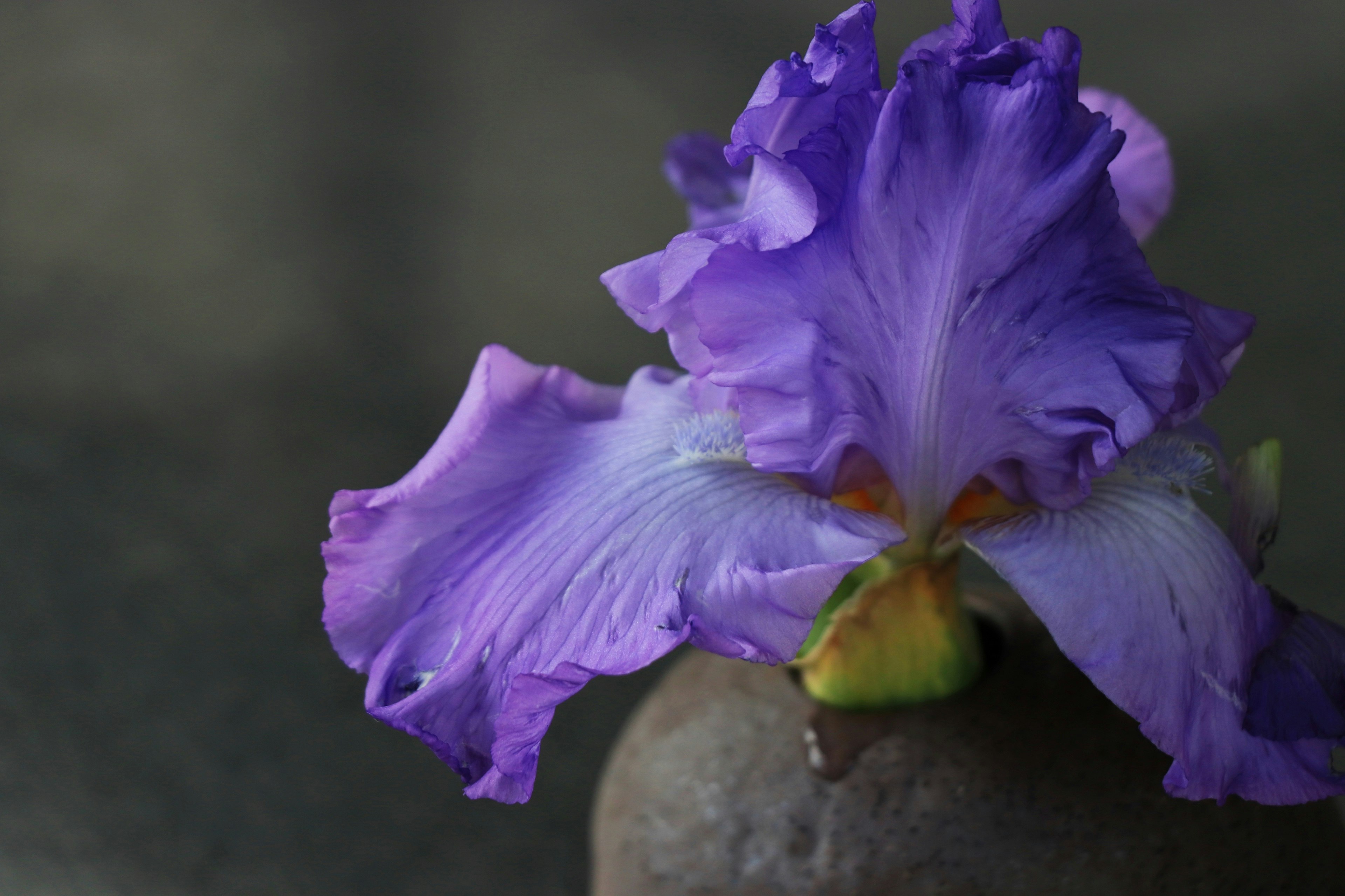 Bunga iris dengan kelopak ungu yang terletak di atas pot