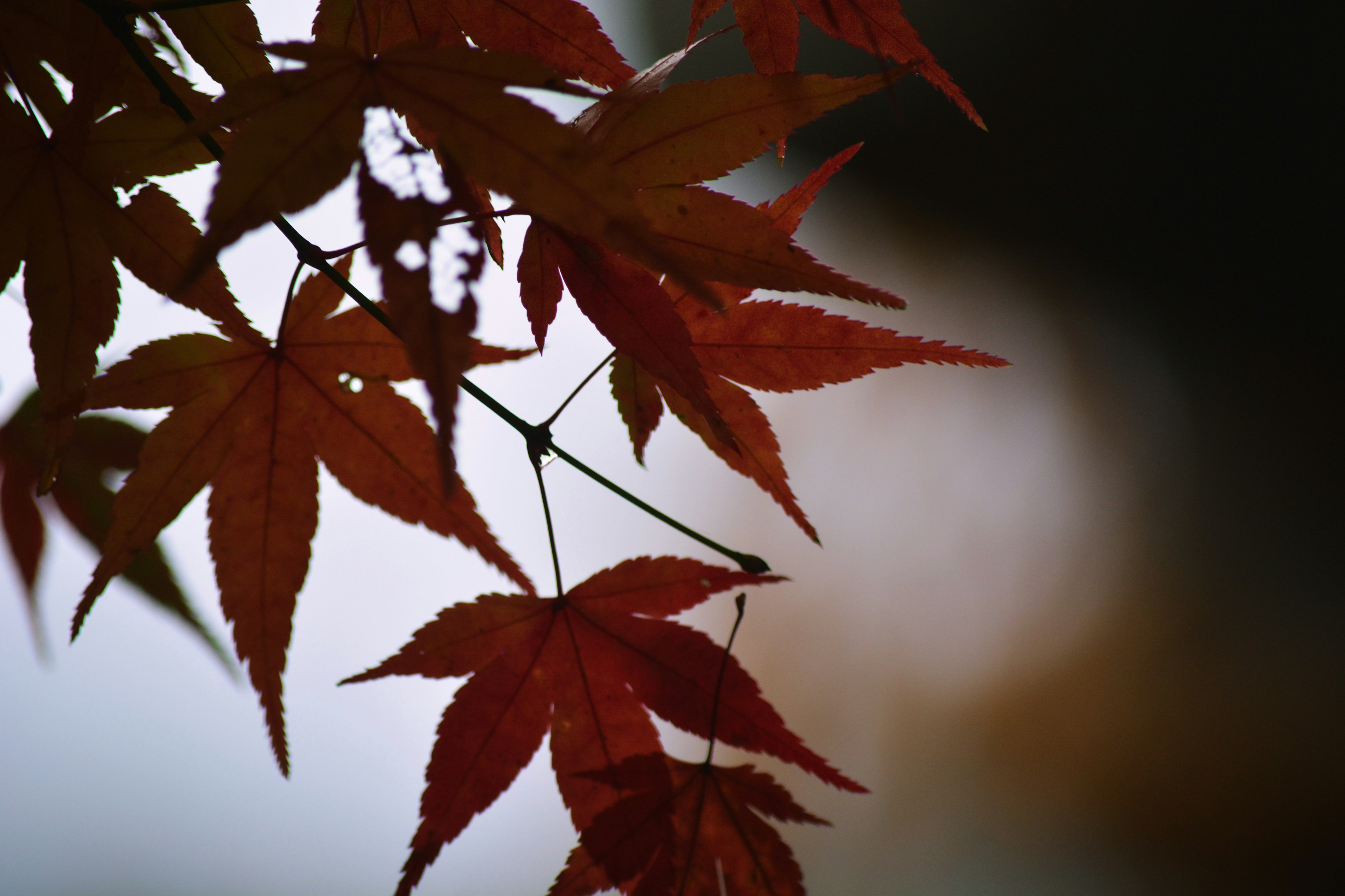 Feuilles d'érable rouges vives sur un fond flou