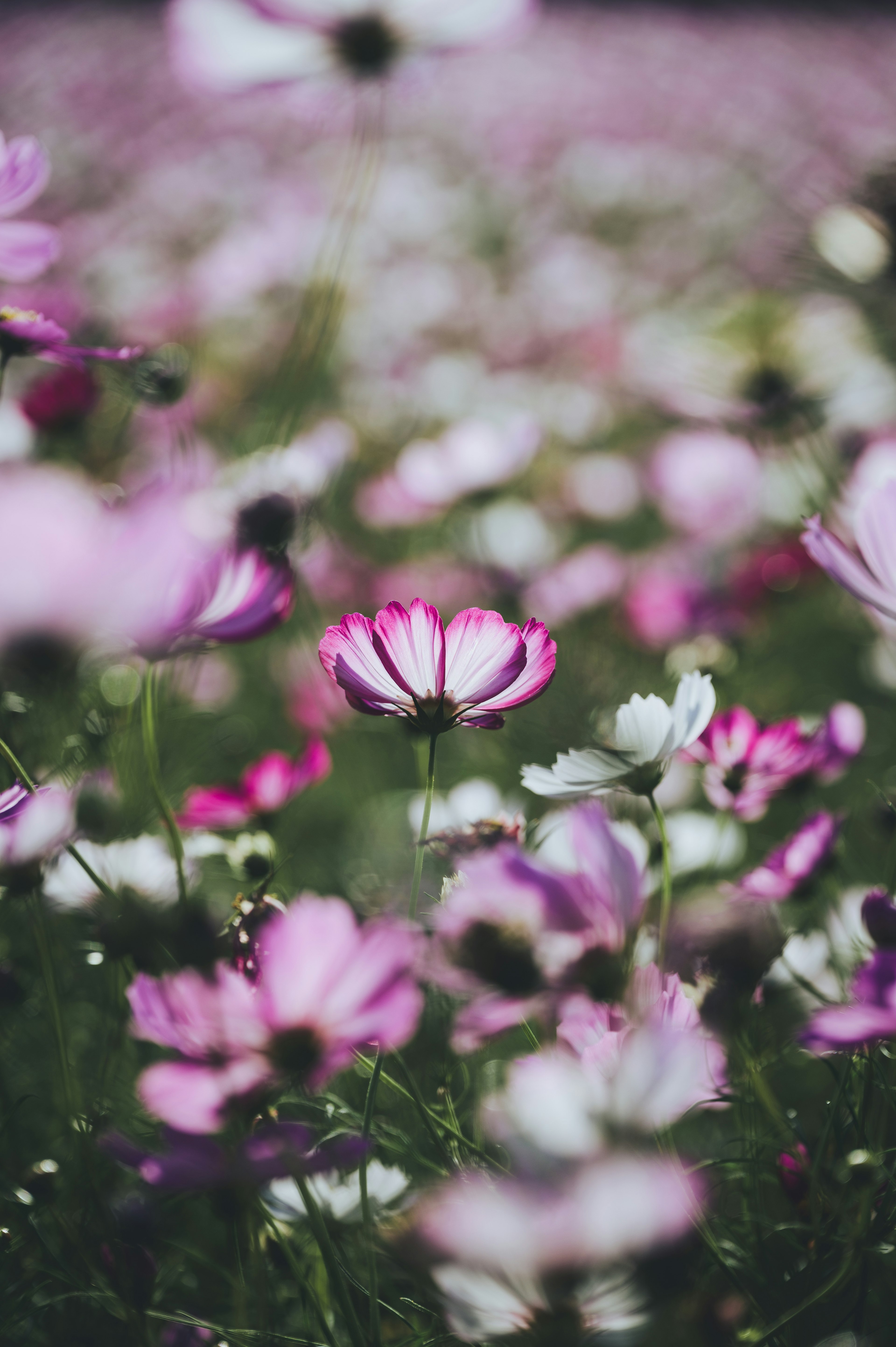 色とりどりの花々が咲く風景の中にあるピンクと白の花