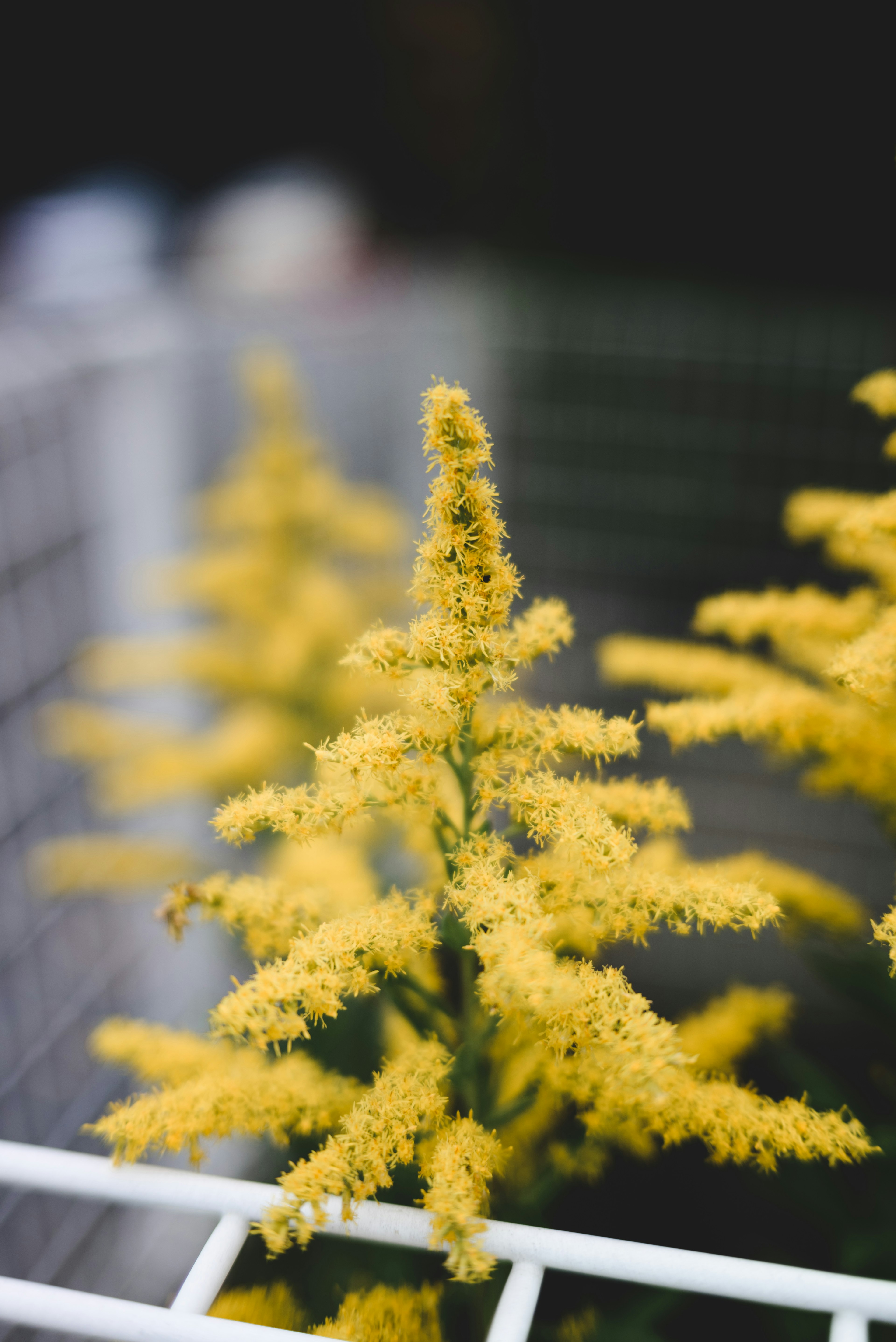 黄色い花を咲かせた植物のクローズアップ写真