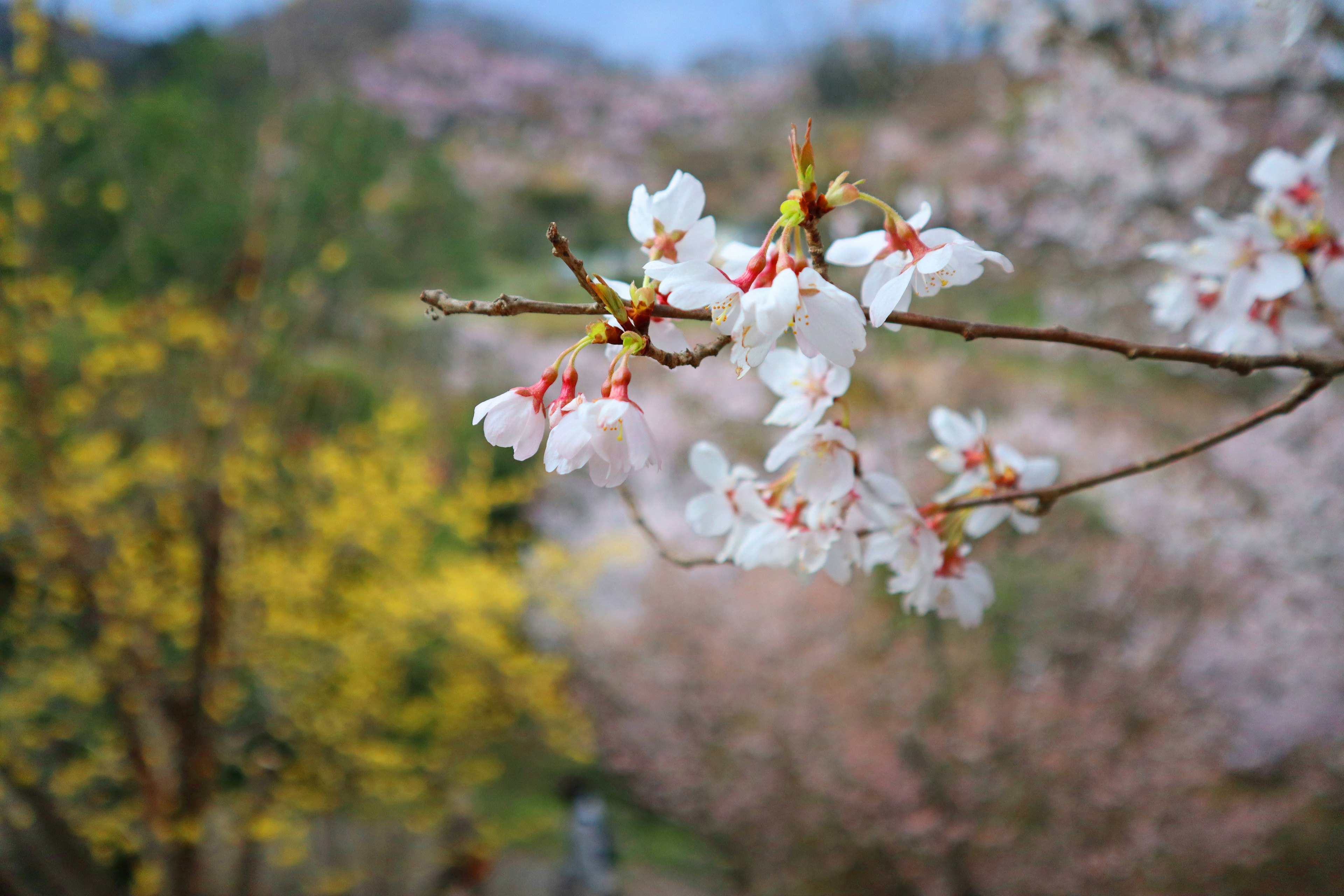 桜の花が咲いている風景 背景に色とりどりの花が咲く 春の自然の美しさ