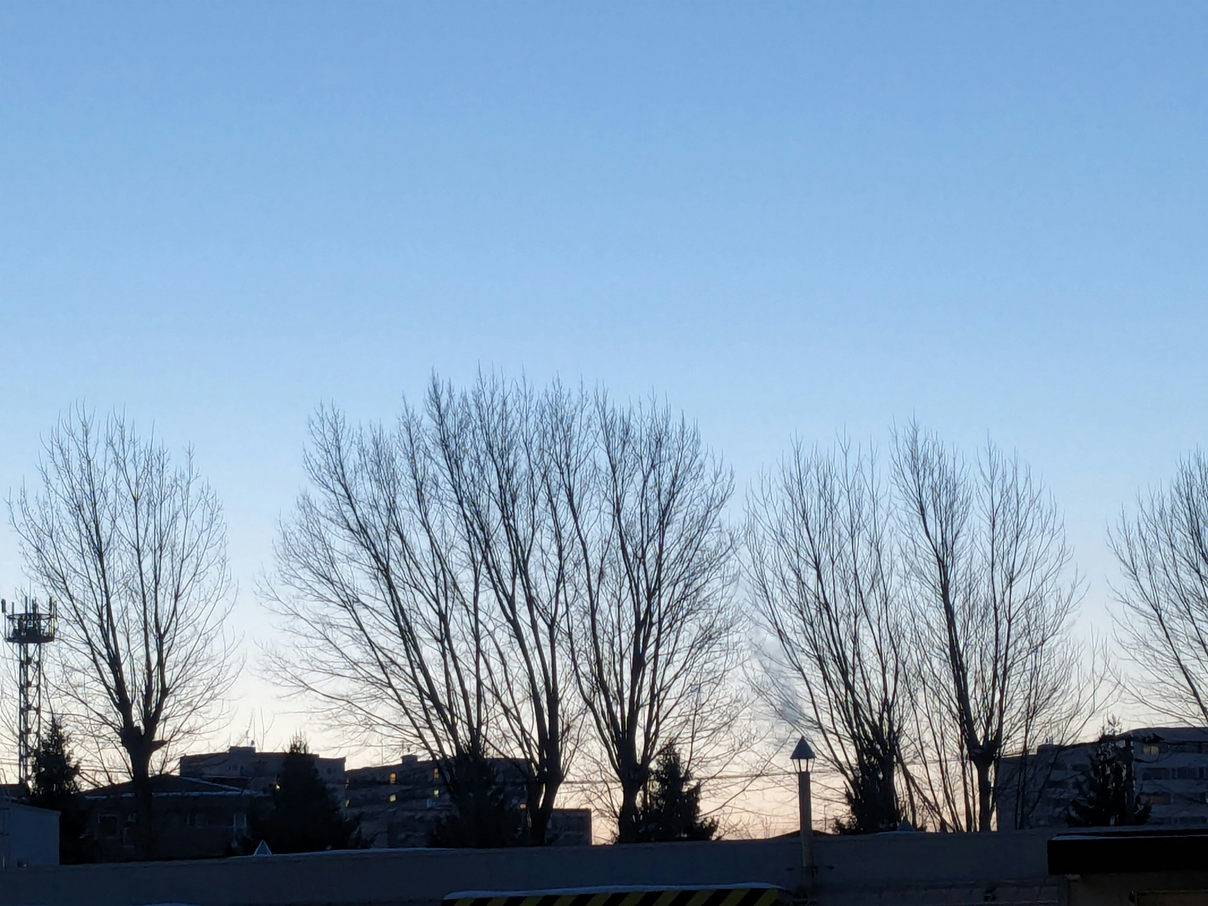 Silhouette of bare trees against a blue sky at dusk