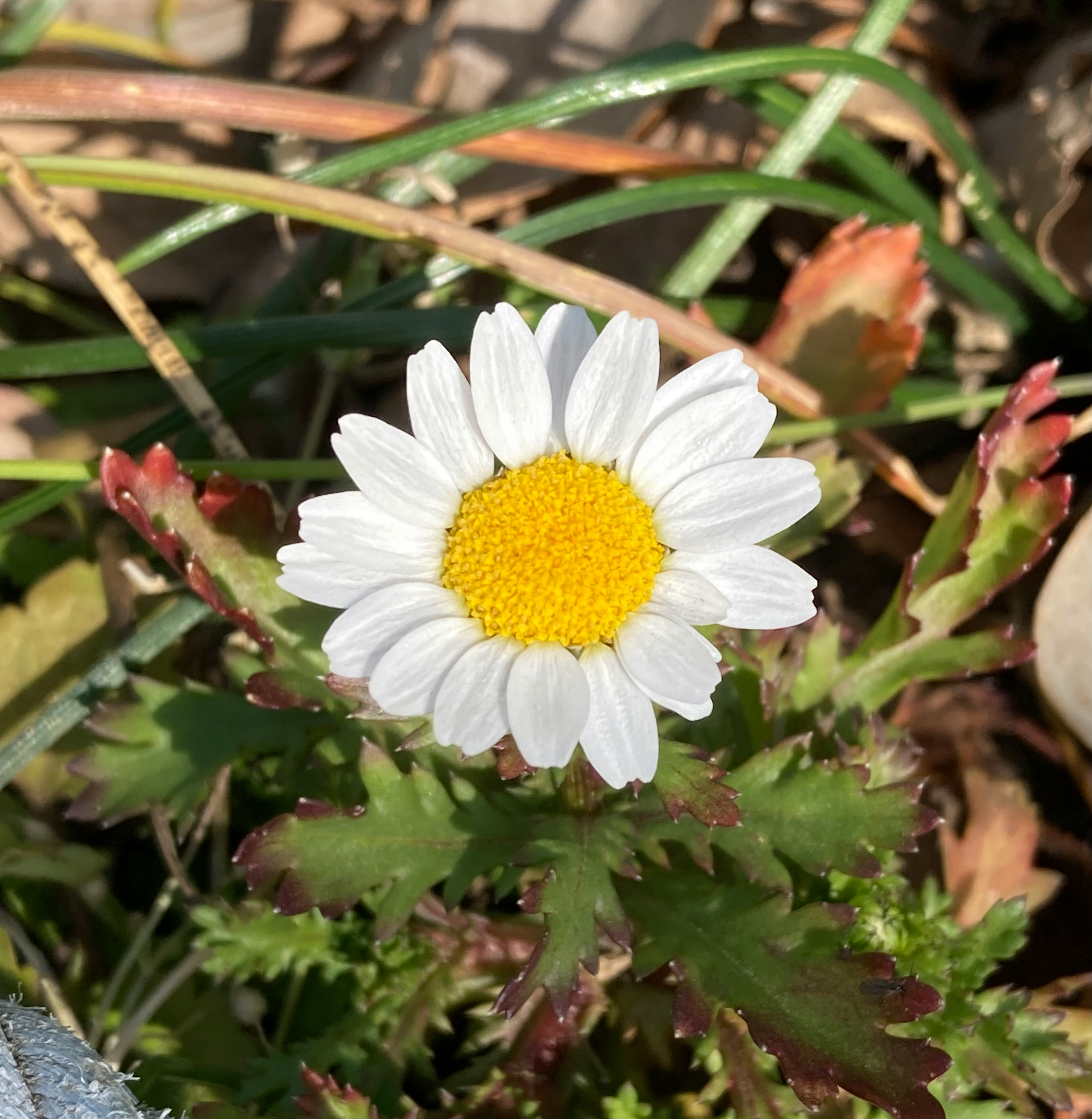 白い花びらと黄色い中心を持つデイジーの花が緑の葉に囲まれている