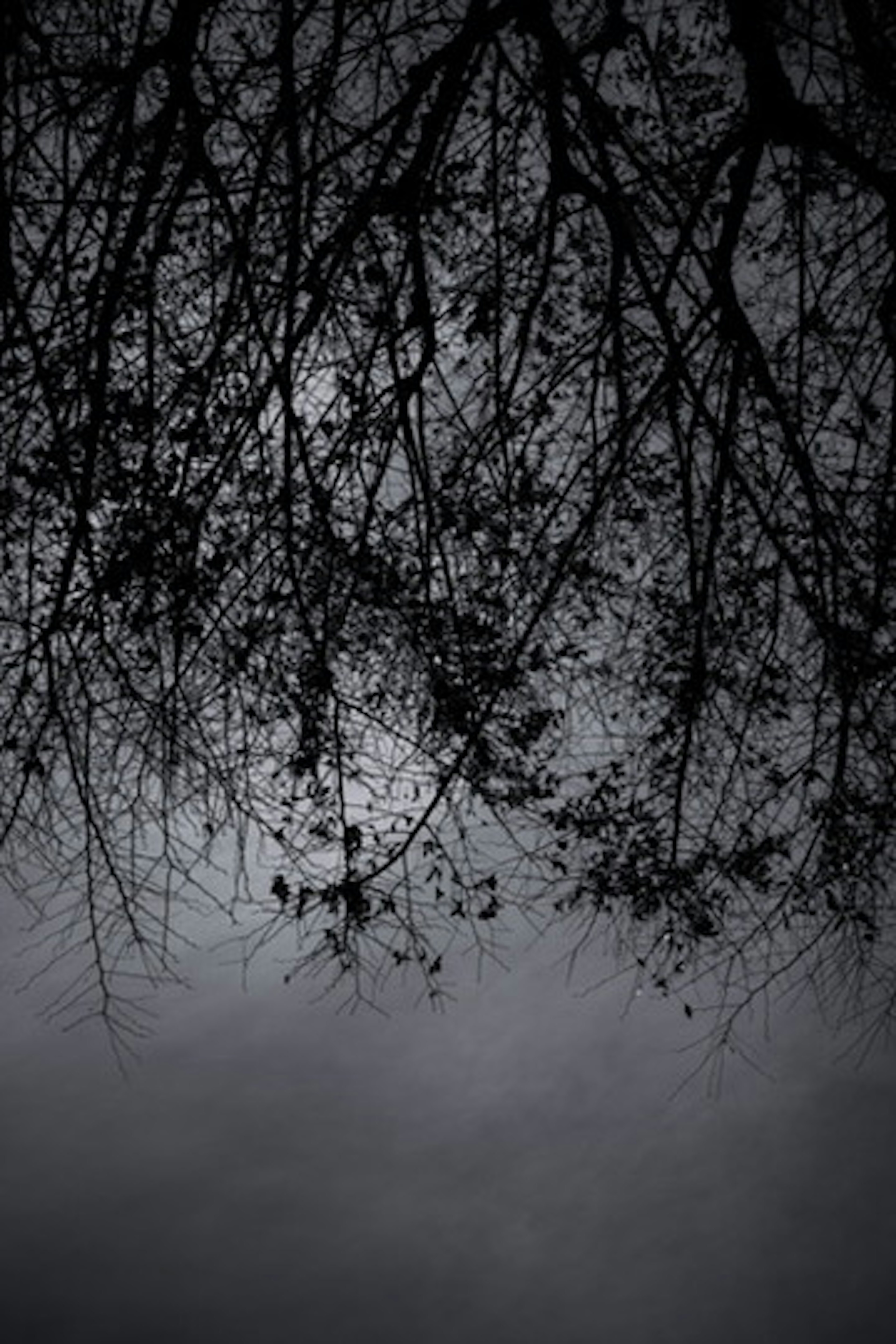 Silhouette de branches d'arbre fines contre un ciel sombre