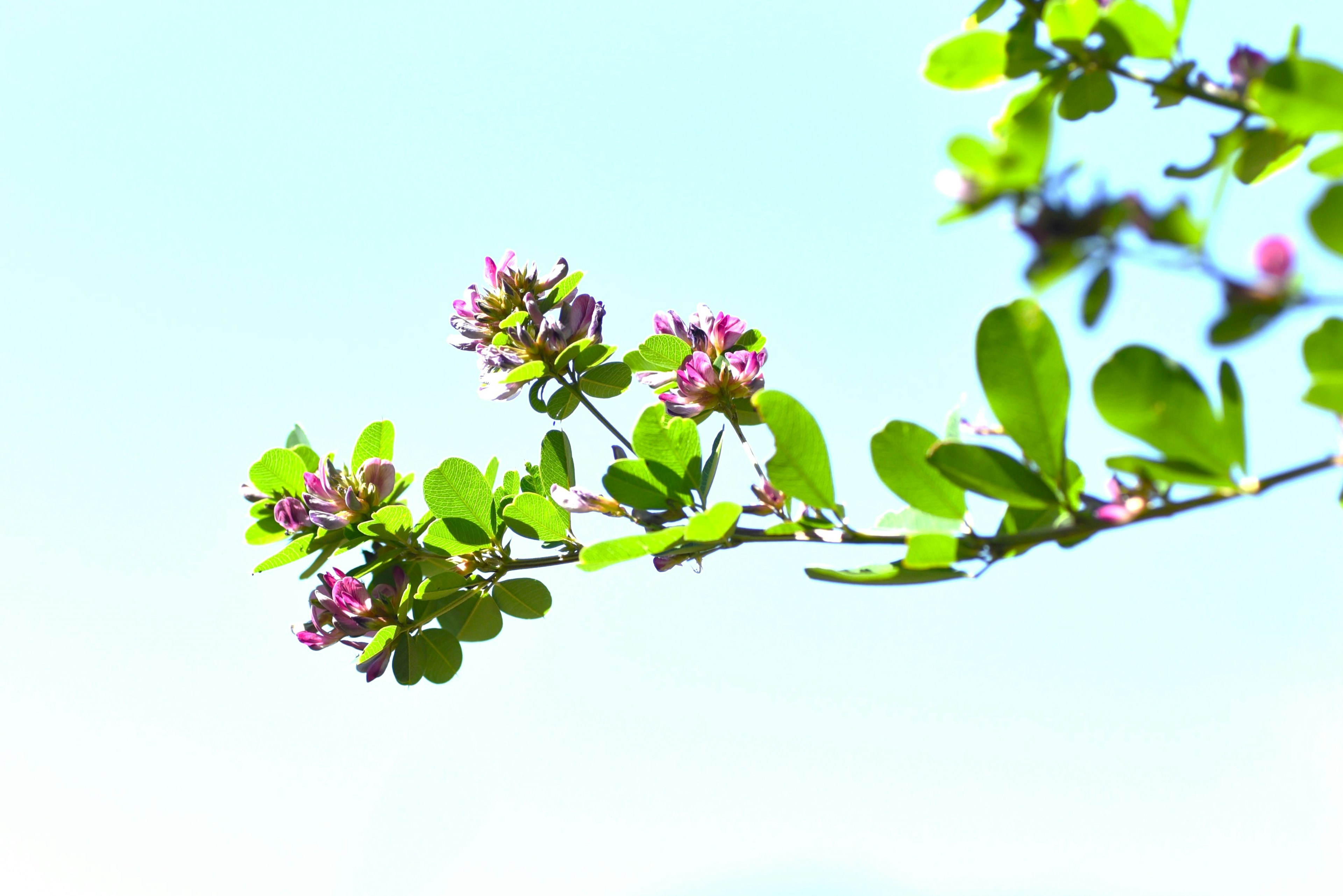 Branch with vibrant green leaves and pink flowers against a blue sky