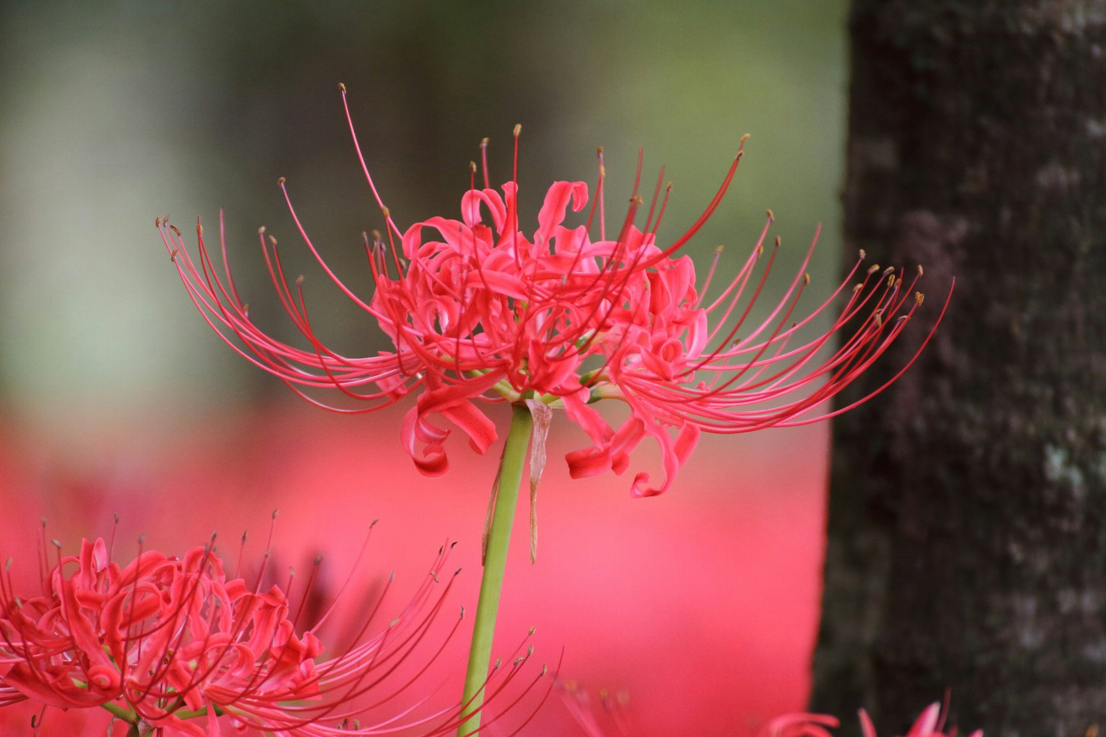 ดอกลิลลี่แมงมุมสีแดงสดบานในสภาพแวดล้อมตามธรรมชาติ