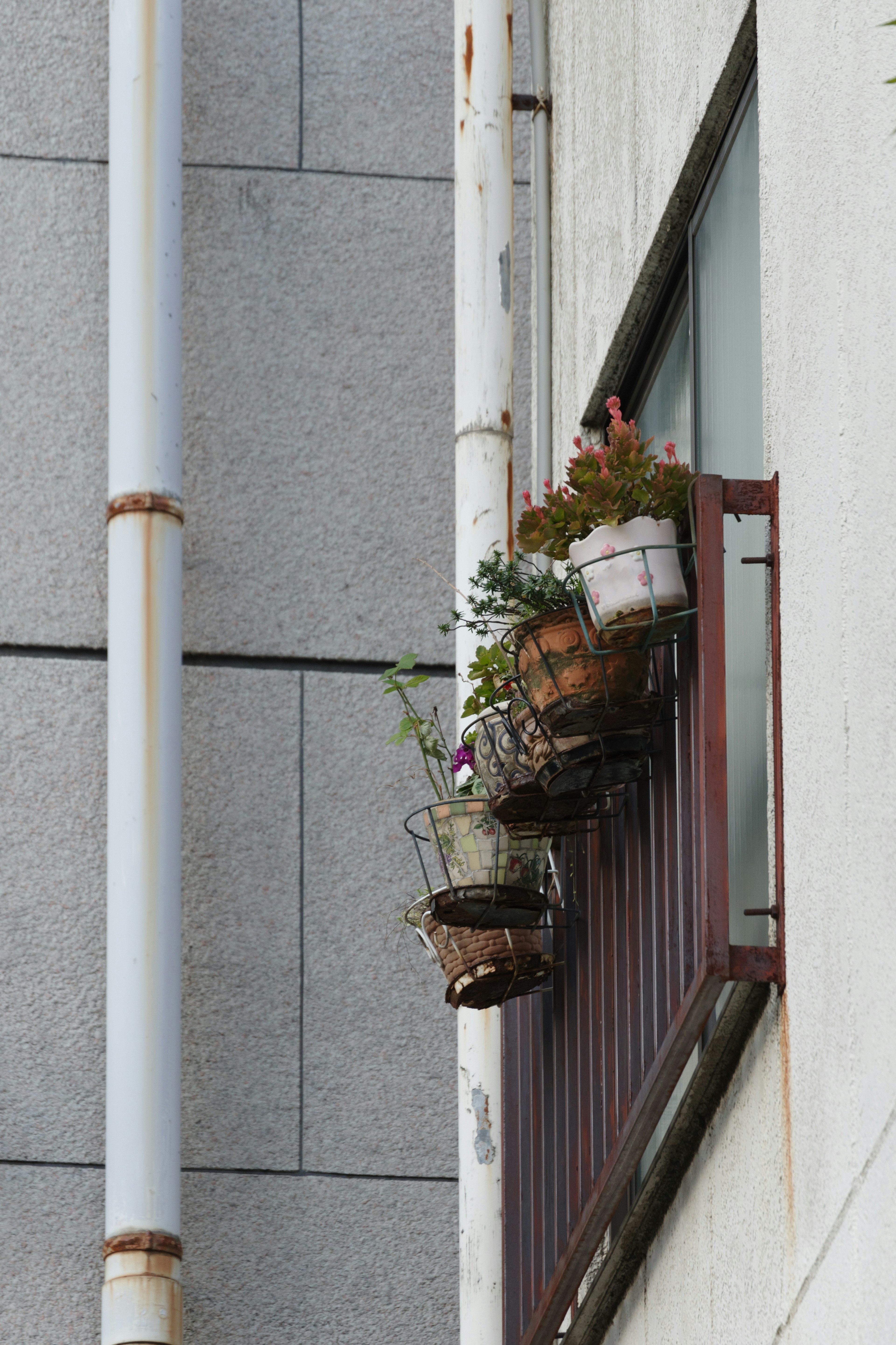 Vista de macetas de flores dispuestas en un alféizar de ventana