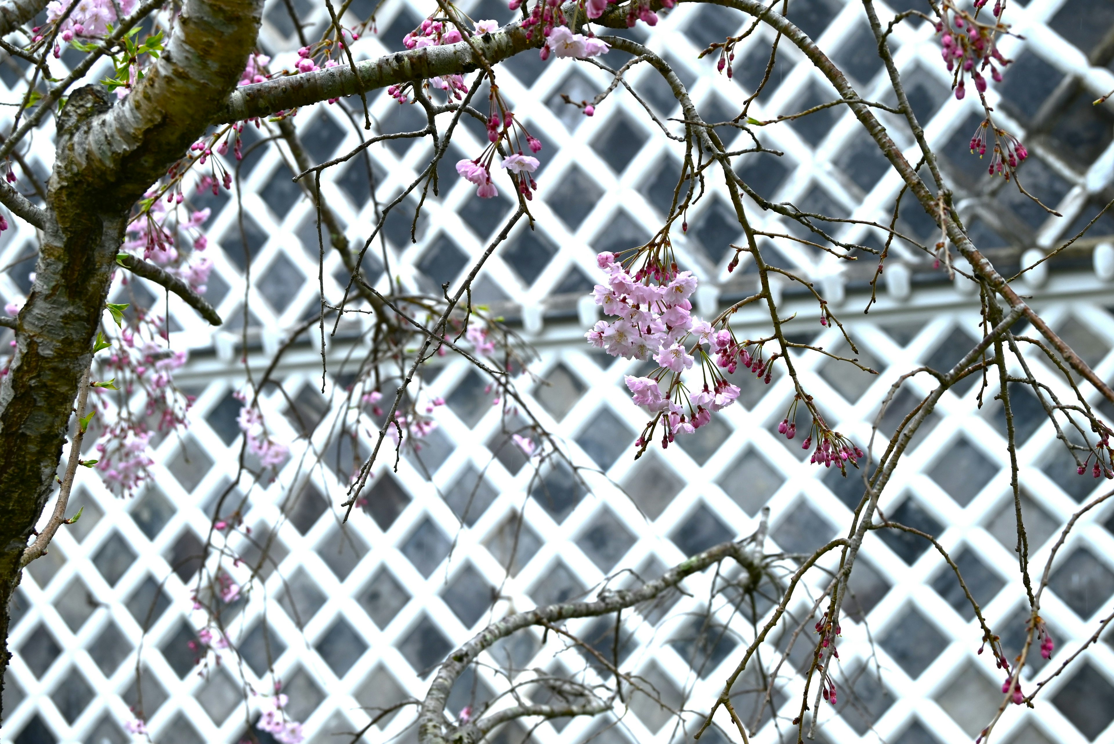 Branches avec des fleurs violettes claires contre un fond de treillis blanc