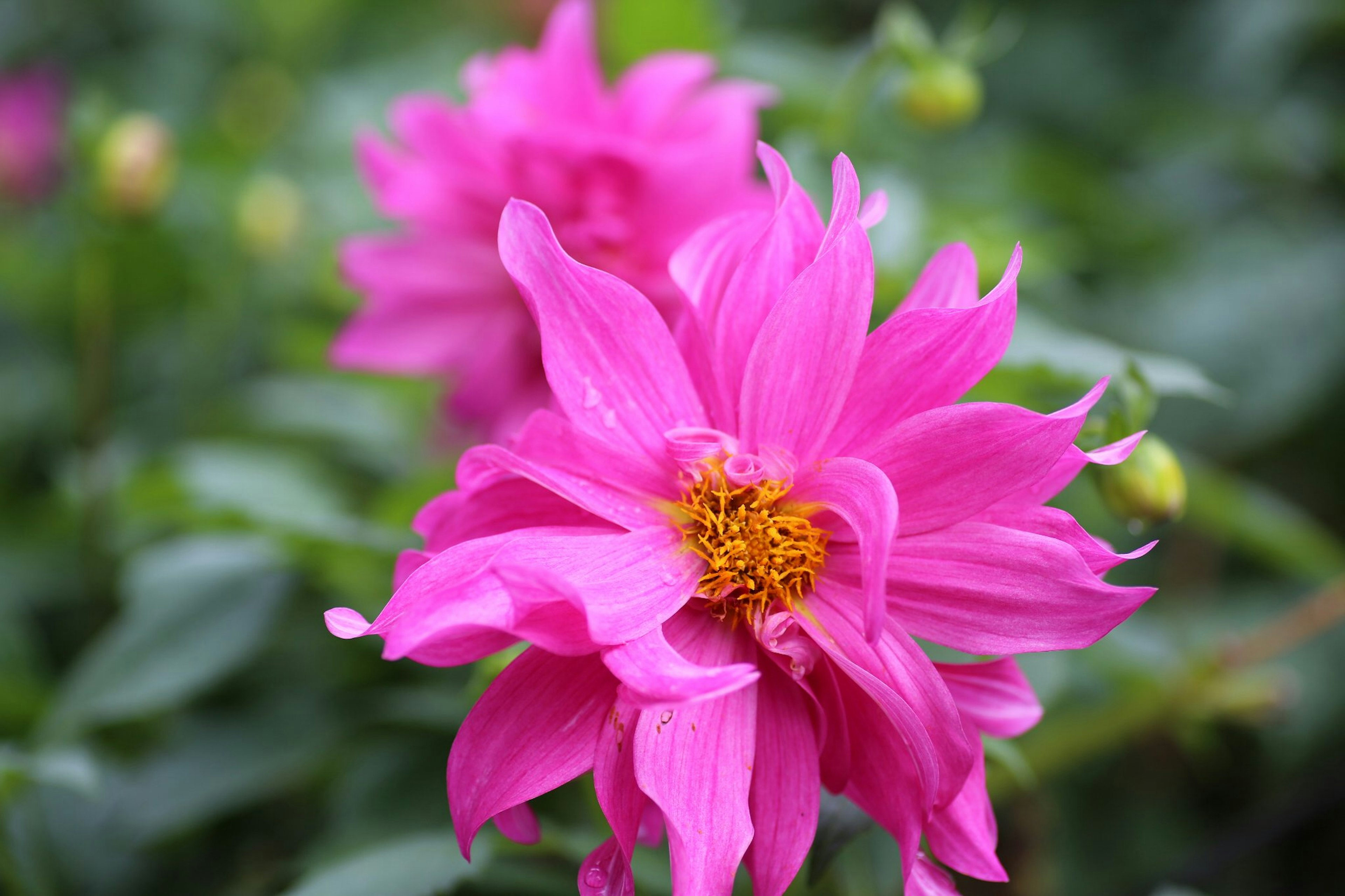 Vibrant pink flower with a green background