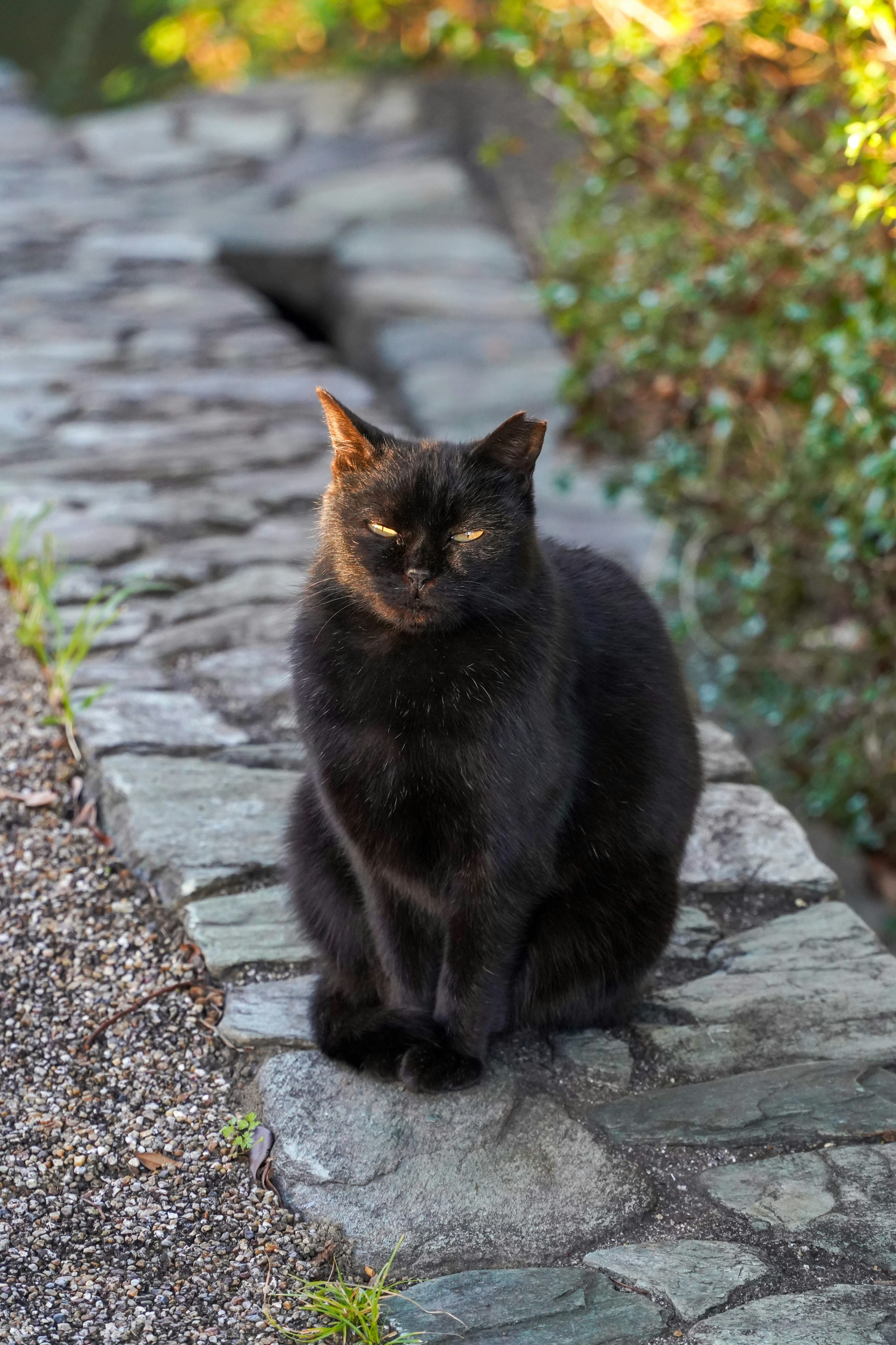 Un gato negro sentado en un camino de piedra