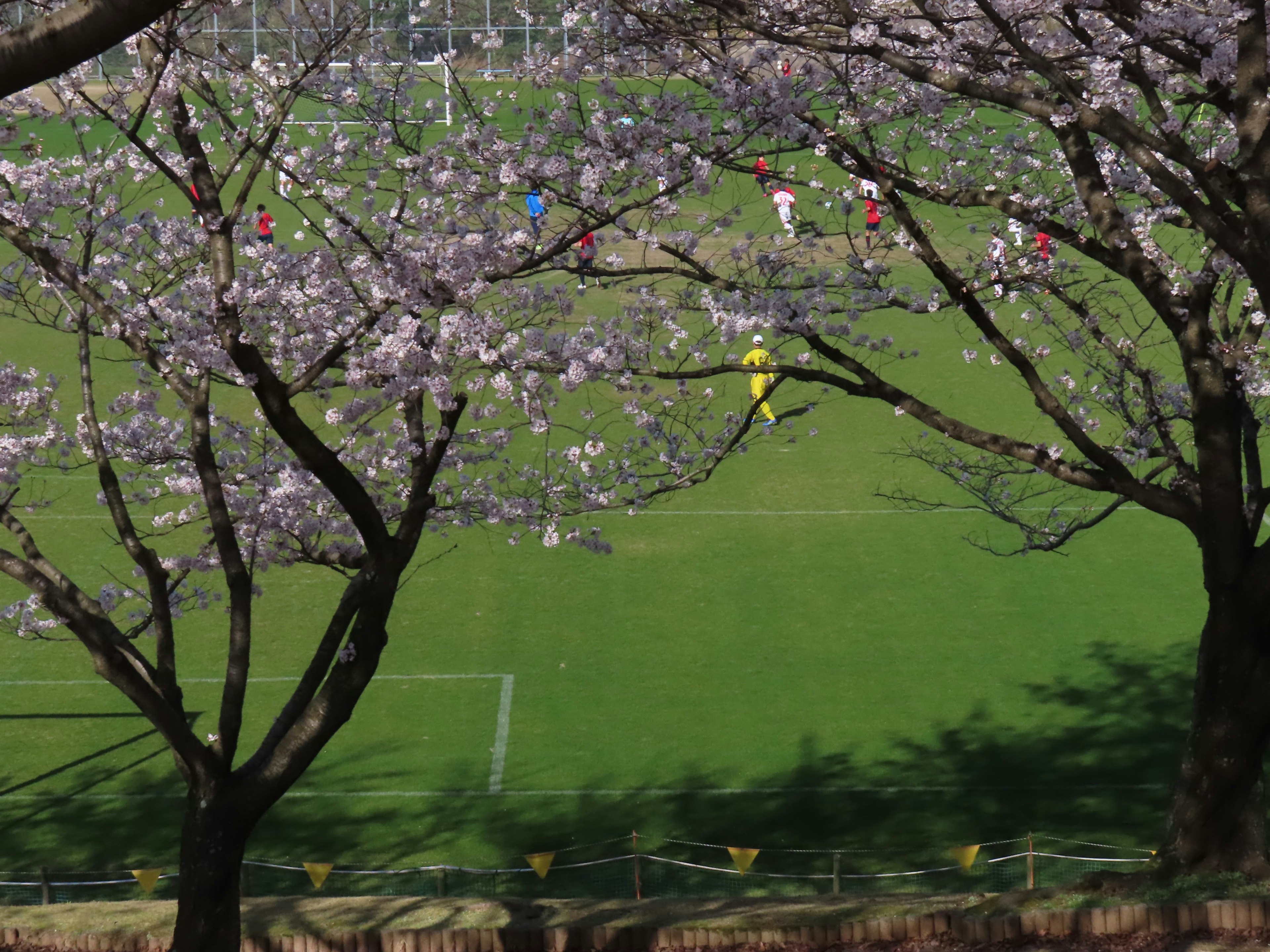 Blick auf ein Fußballfeld, eingerahmt von Kirschbäumen