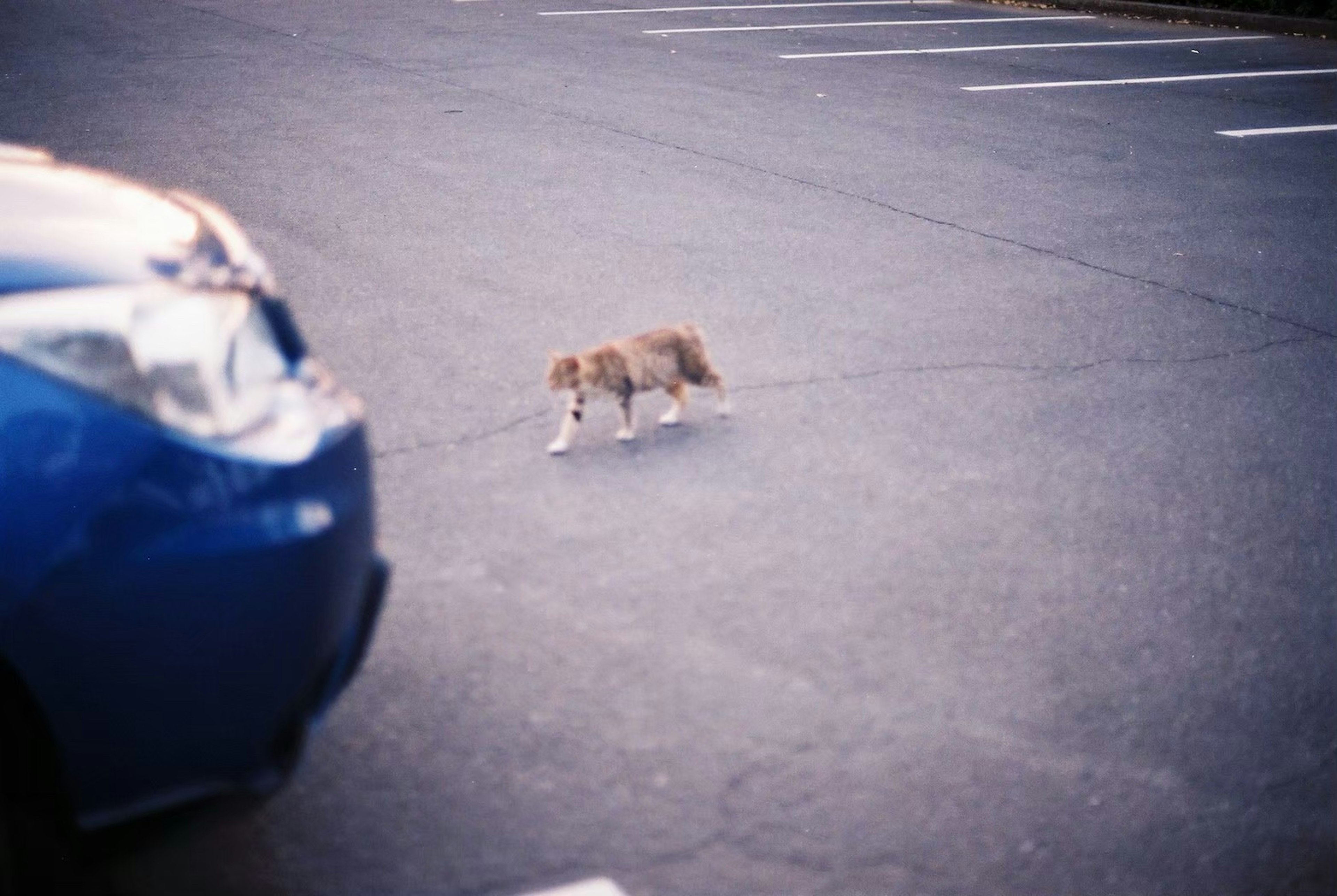 駐車場を歩く小型犬と青い車の前景